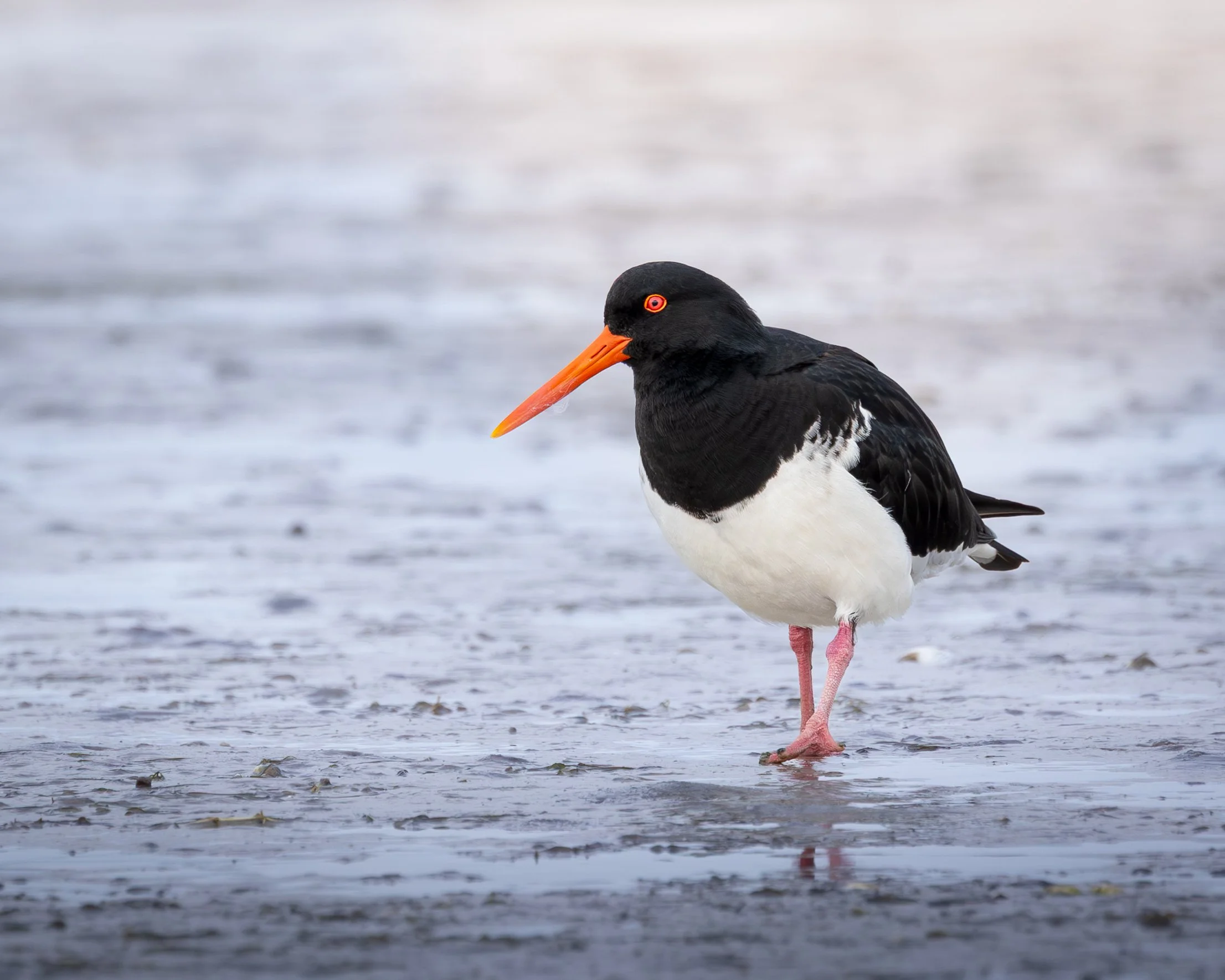 Pied Oystercatcher 001