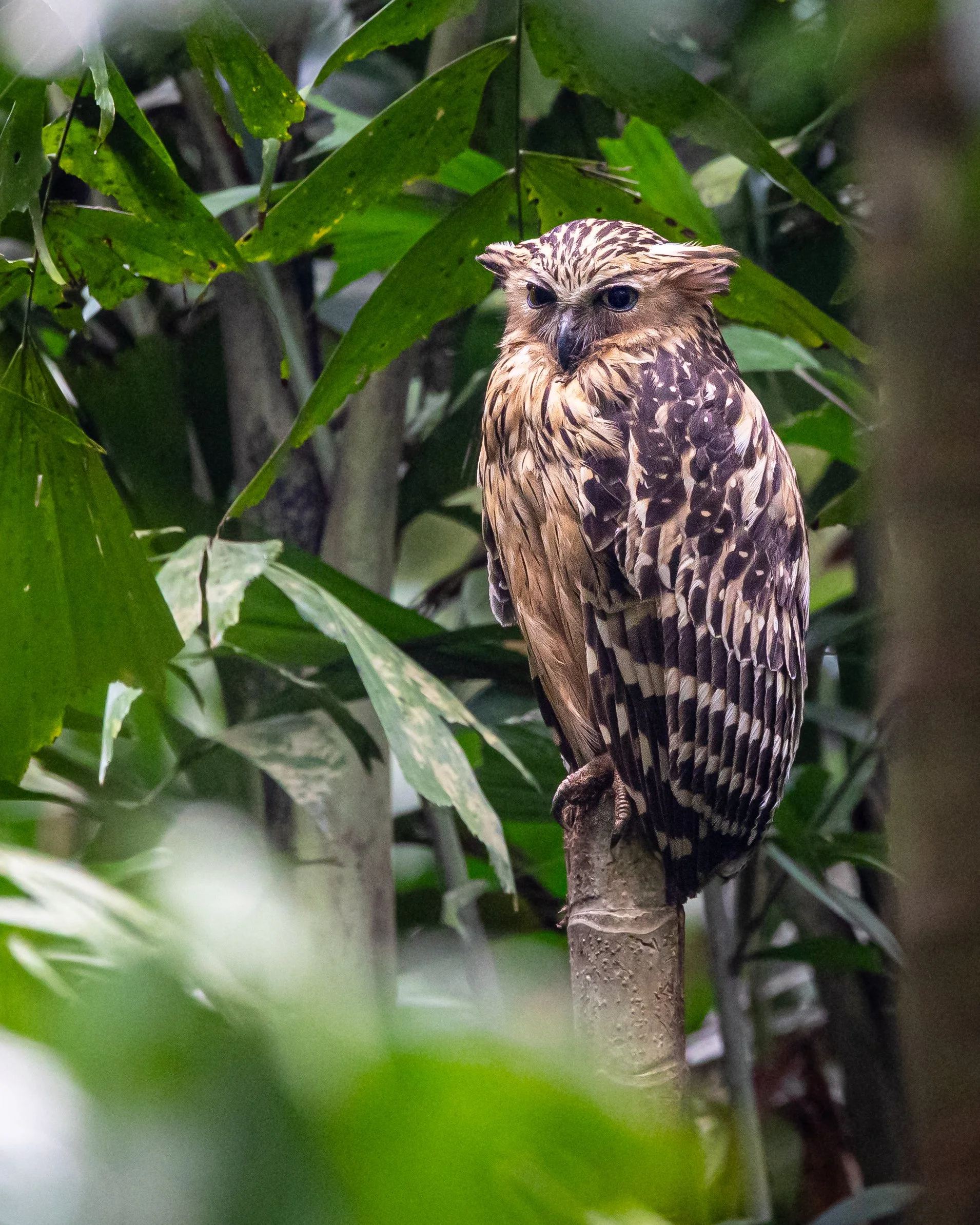 Buffy fish Owl 001