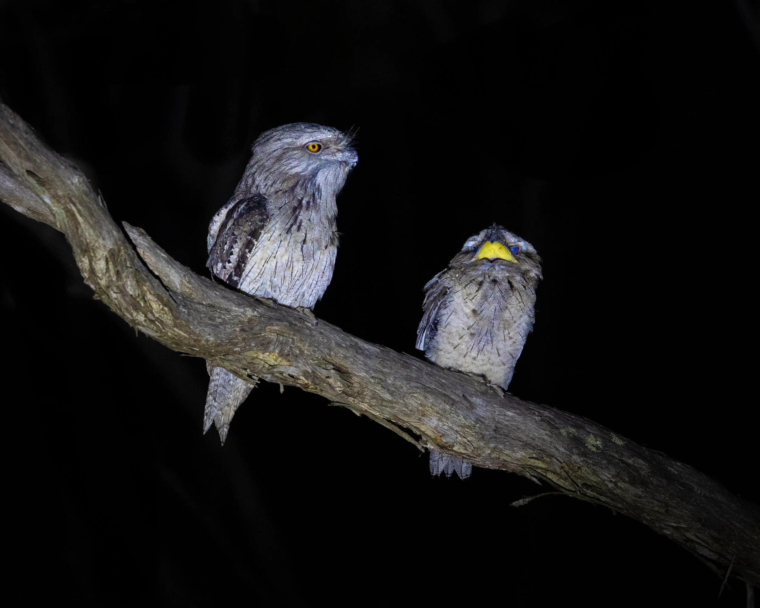 Tawny Frogmouth 001