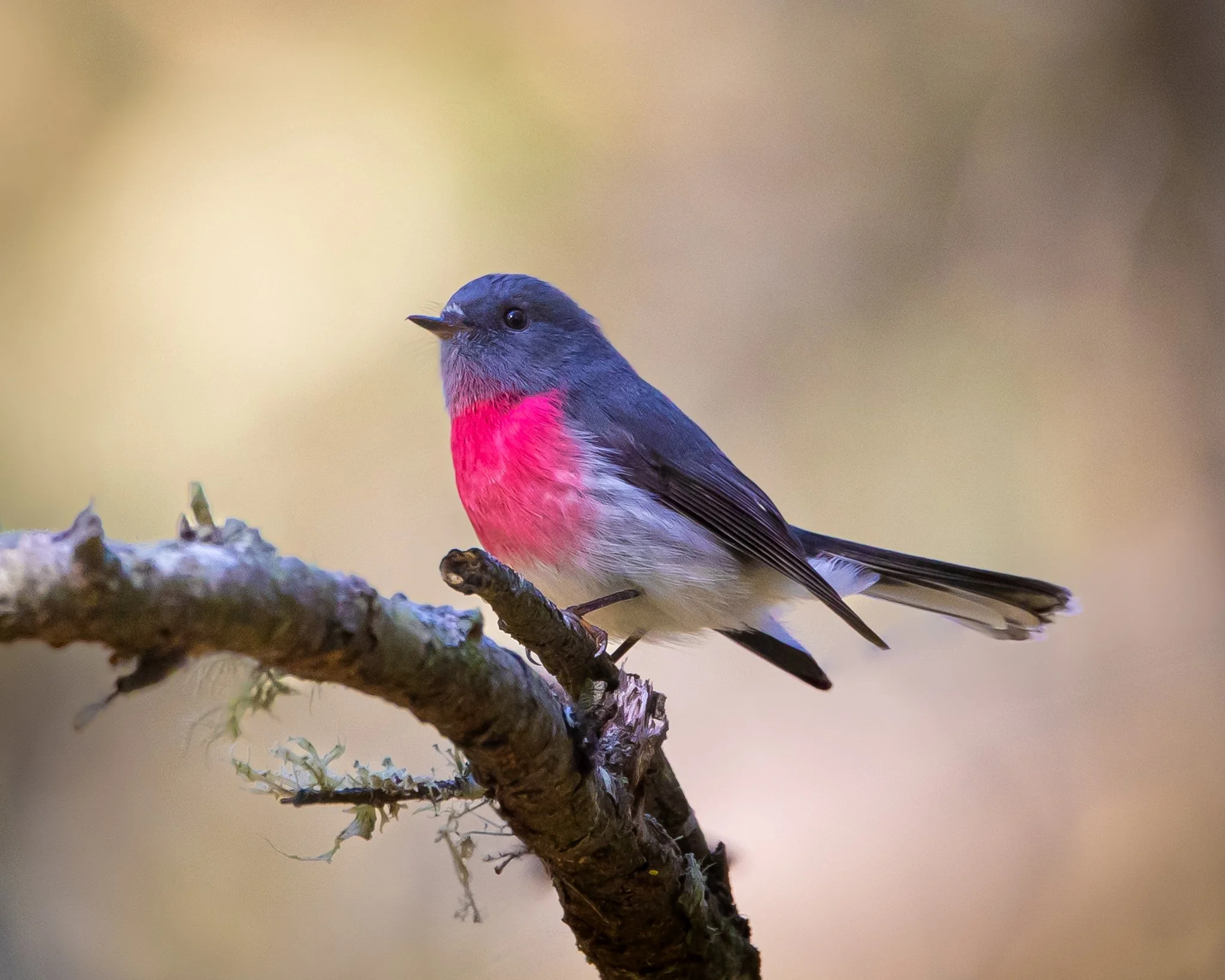 Rose Robin 001