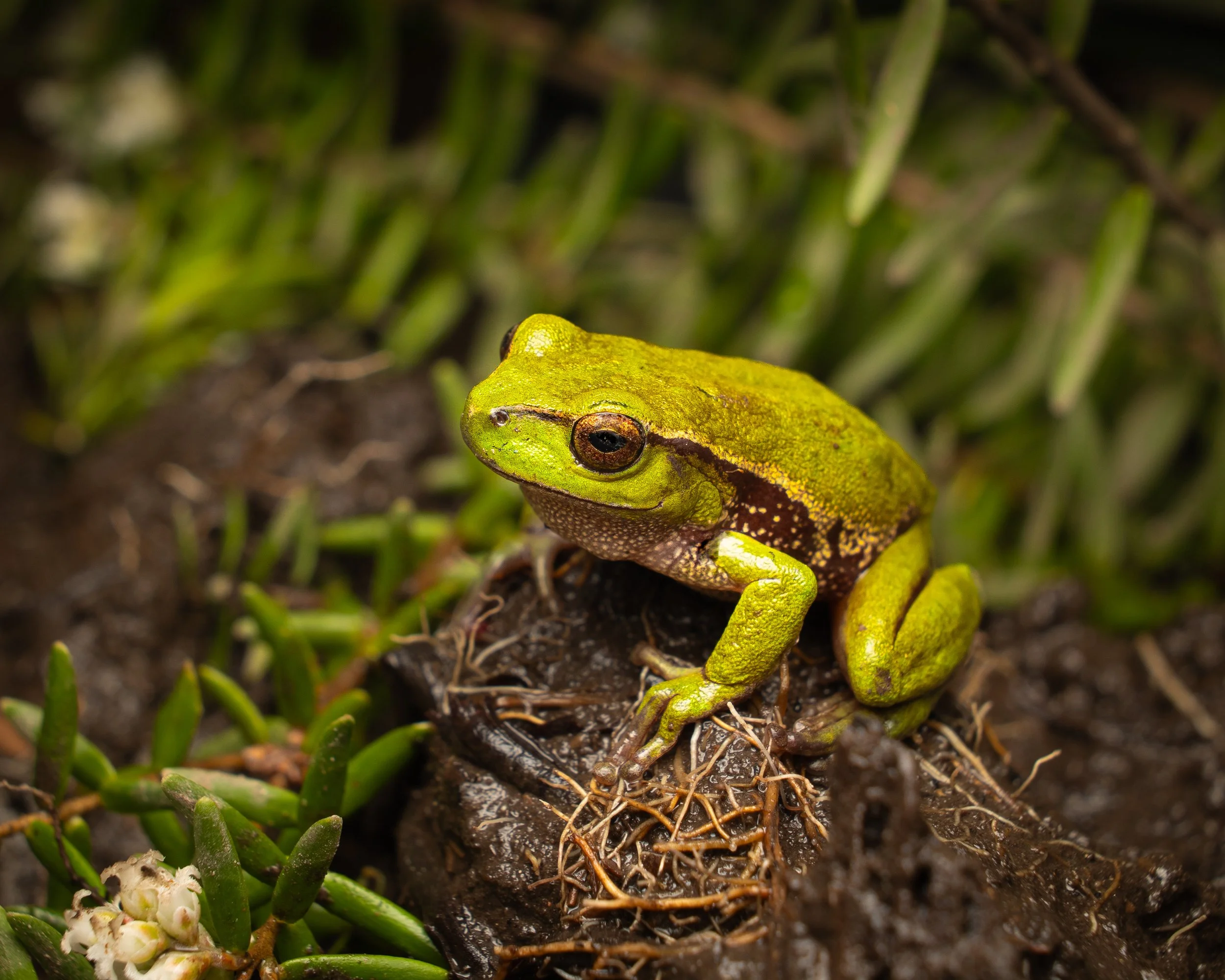 Southern Green Stream Frog 004