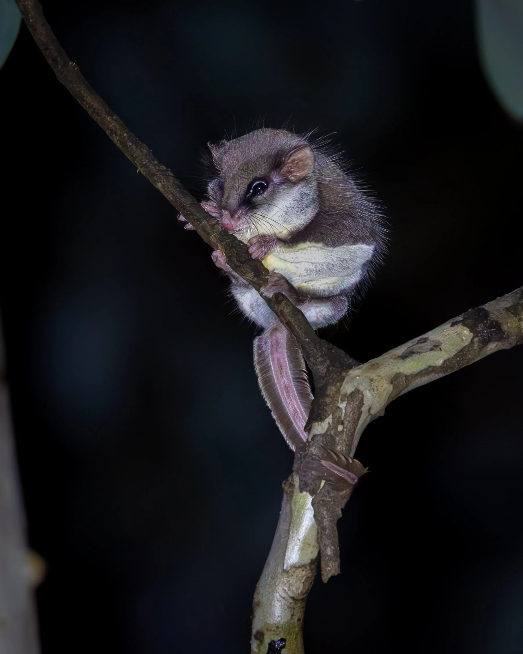 Feathertail Glider 005
