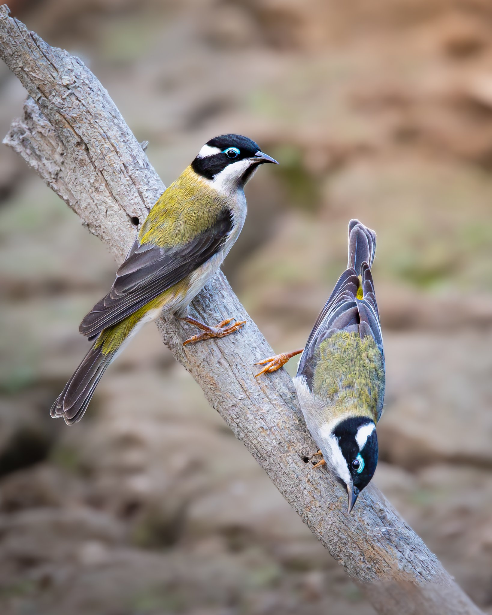Black-chinned Honeyeater 002