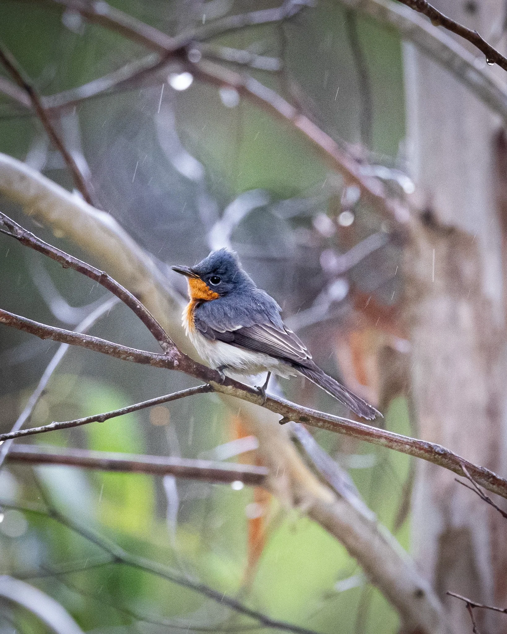 Satin Flycatcher 003