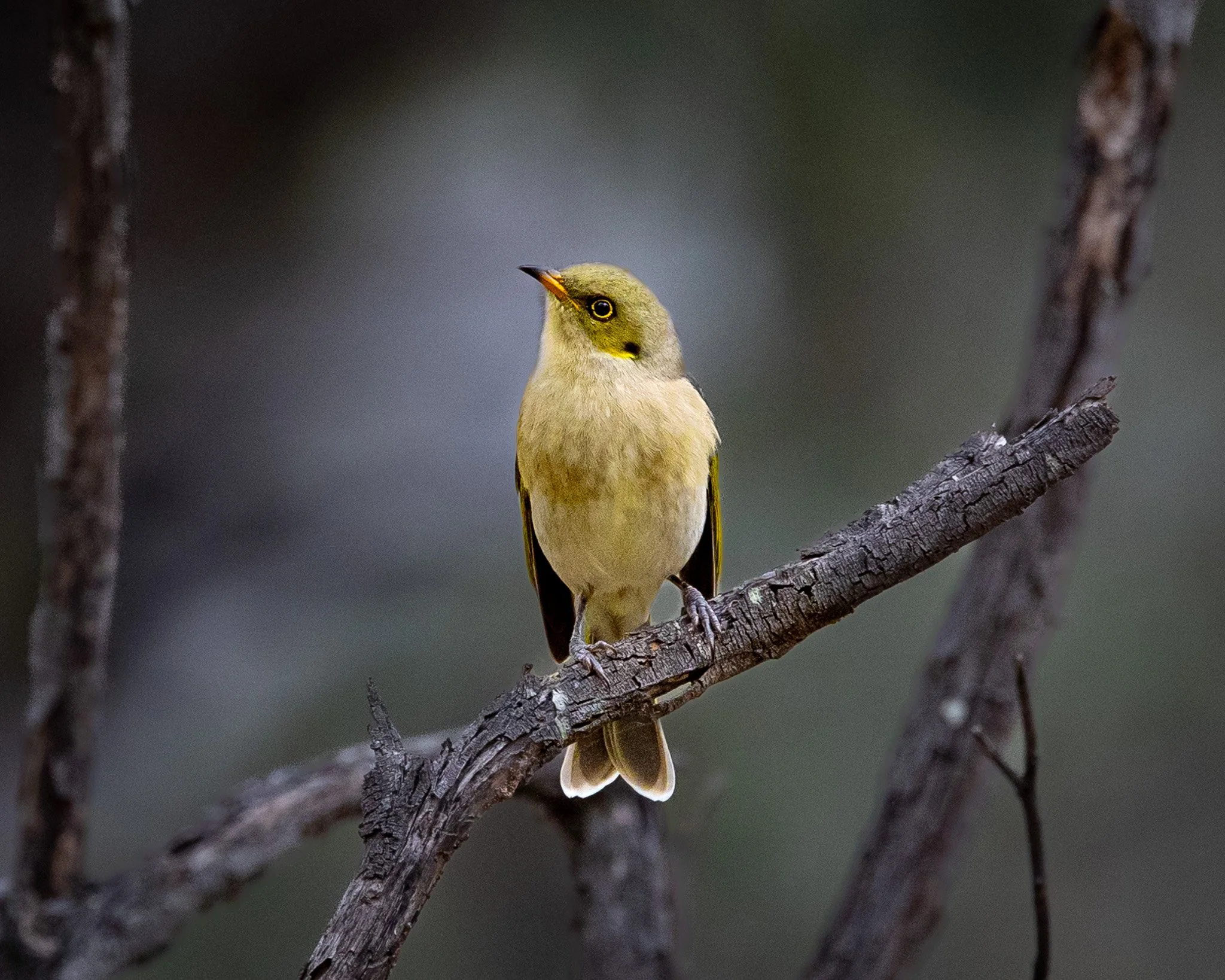 Fuscous Honeyeater 004
