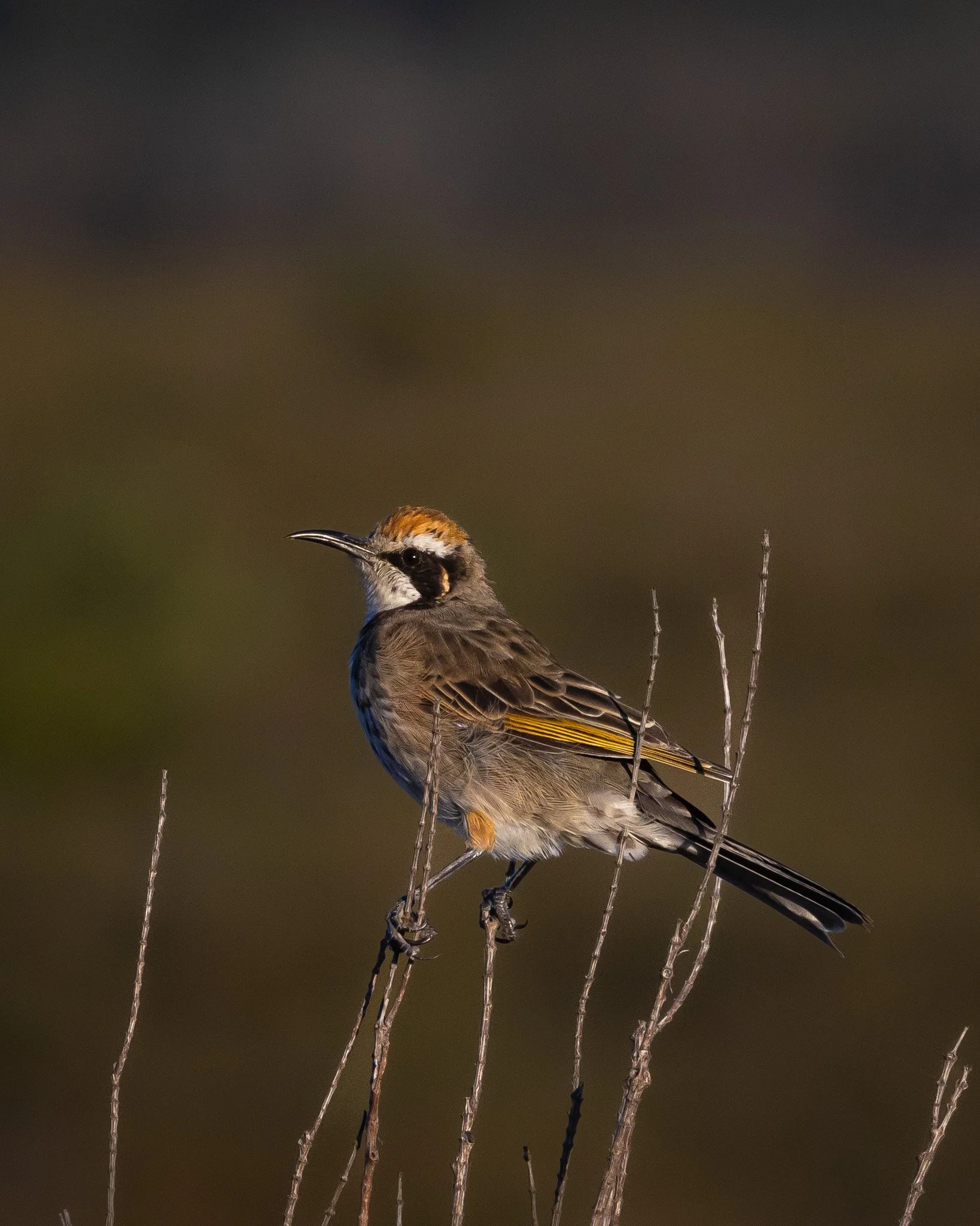 Tawny-crowned Honeyeater 001