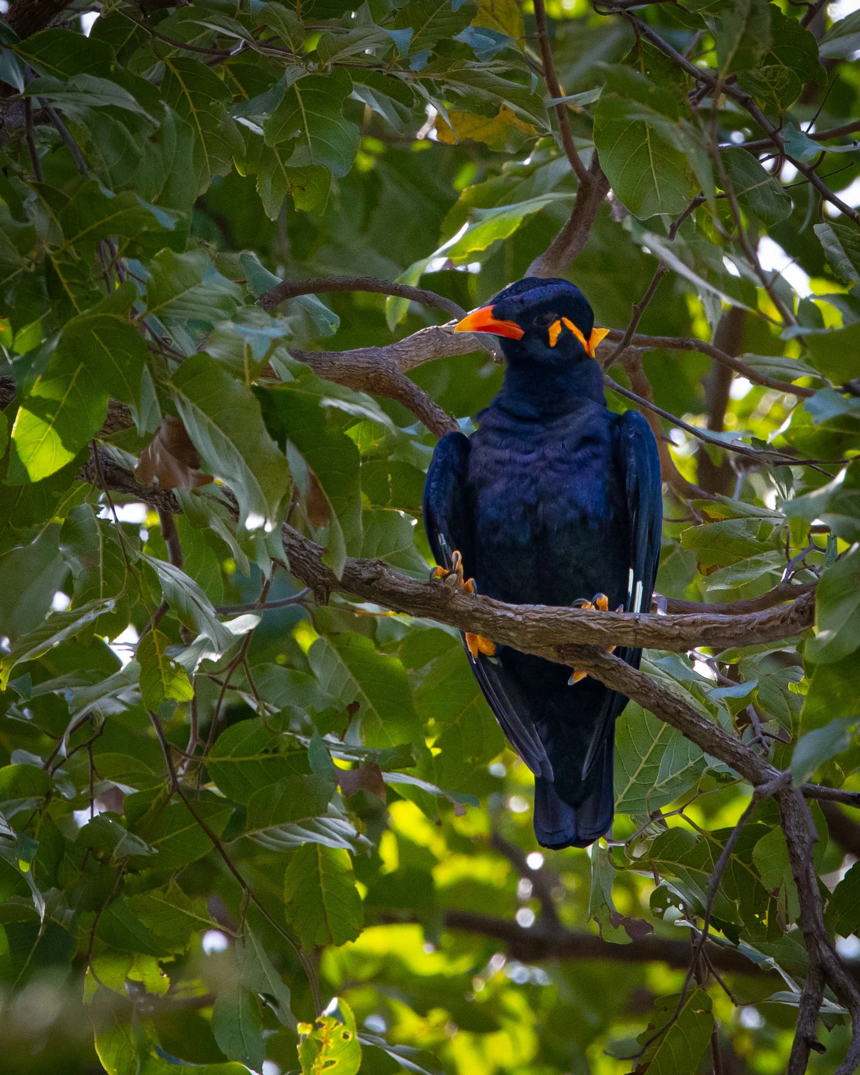 Common Hill Myna 001
