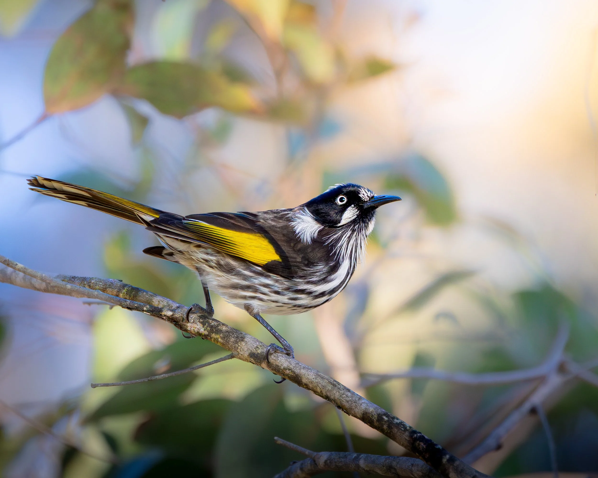 New Holland Honeyeater 001