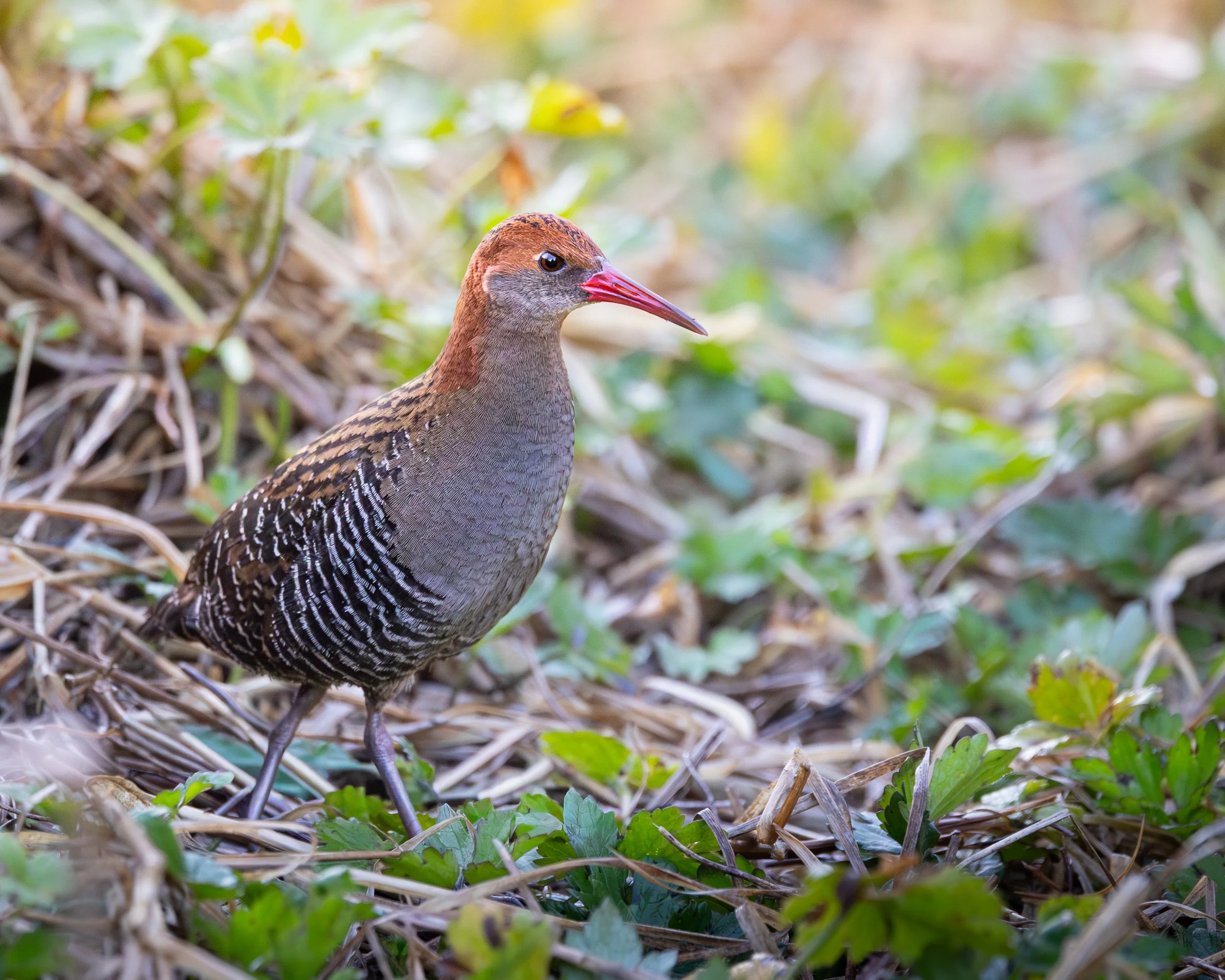 Lewin's Rail 003