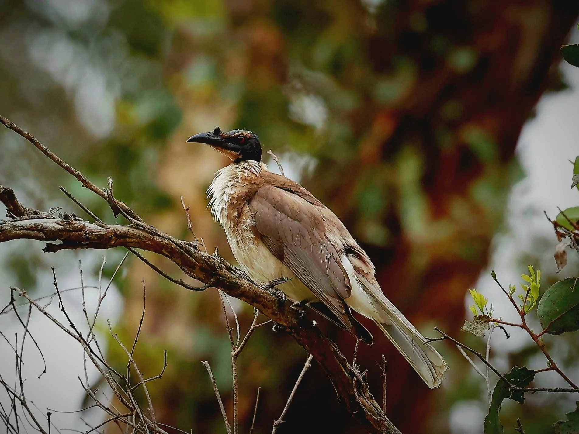 Noisy Friarbird 001