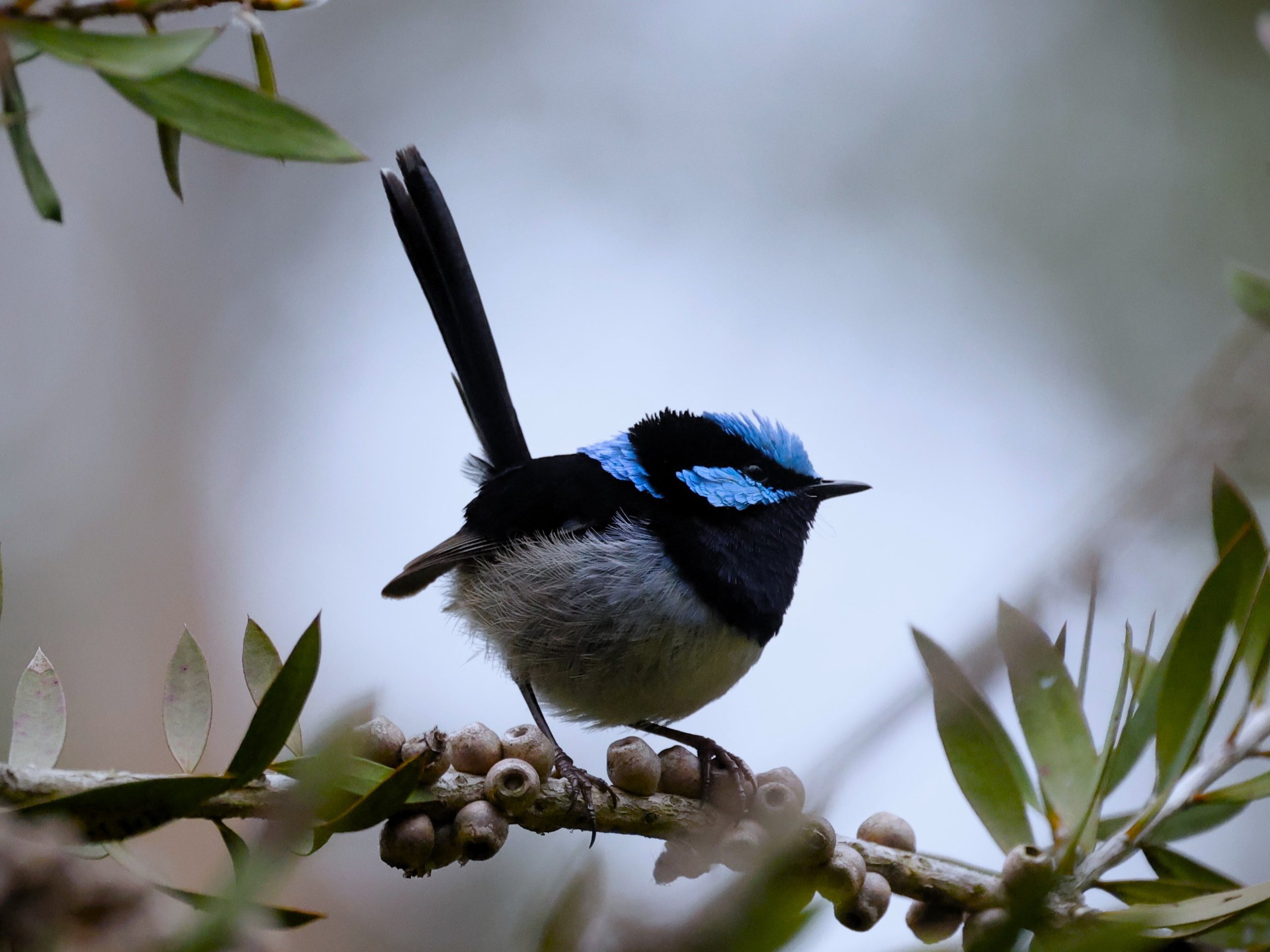 Superb Fairy-wren 001