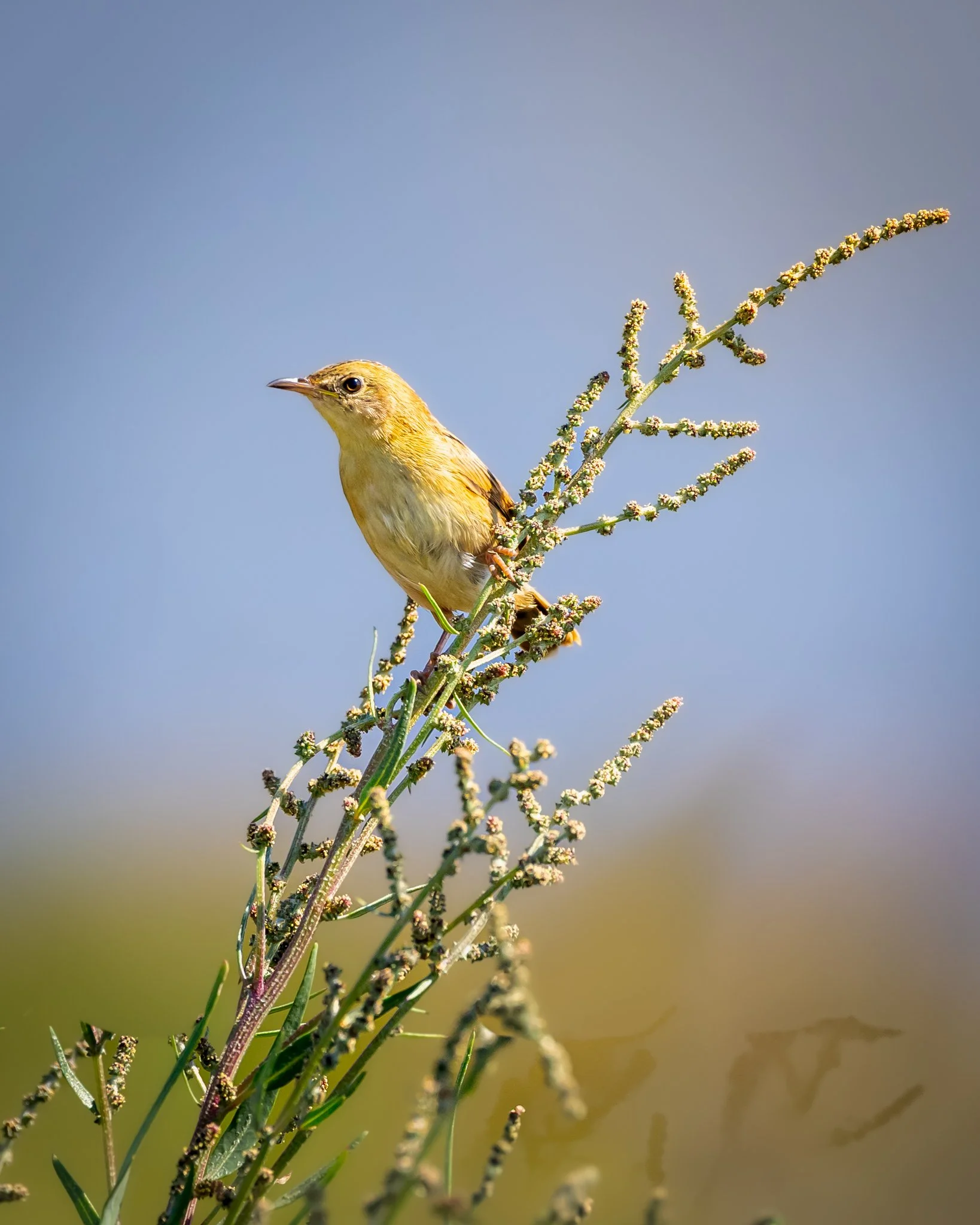Golden Cisticola 002