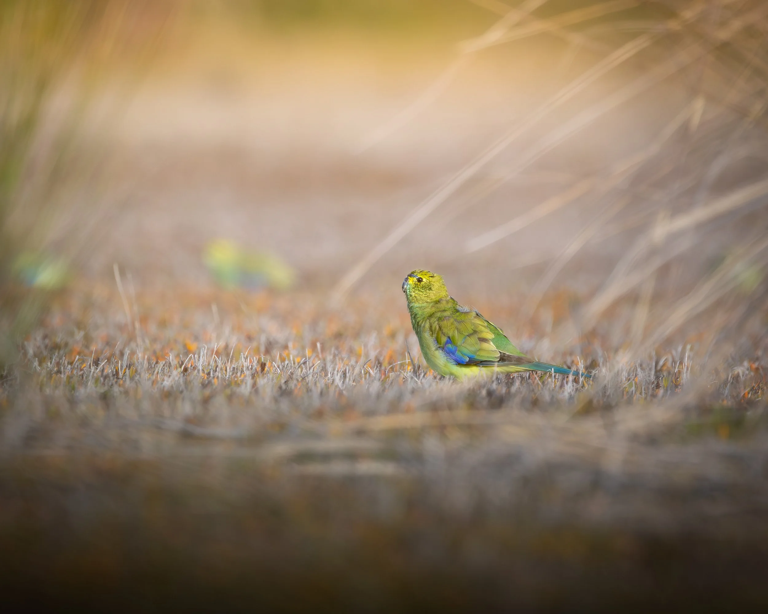 Blue-winged Parrot 002