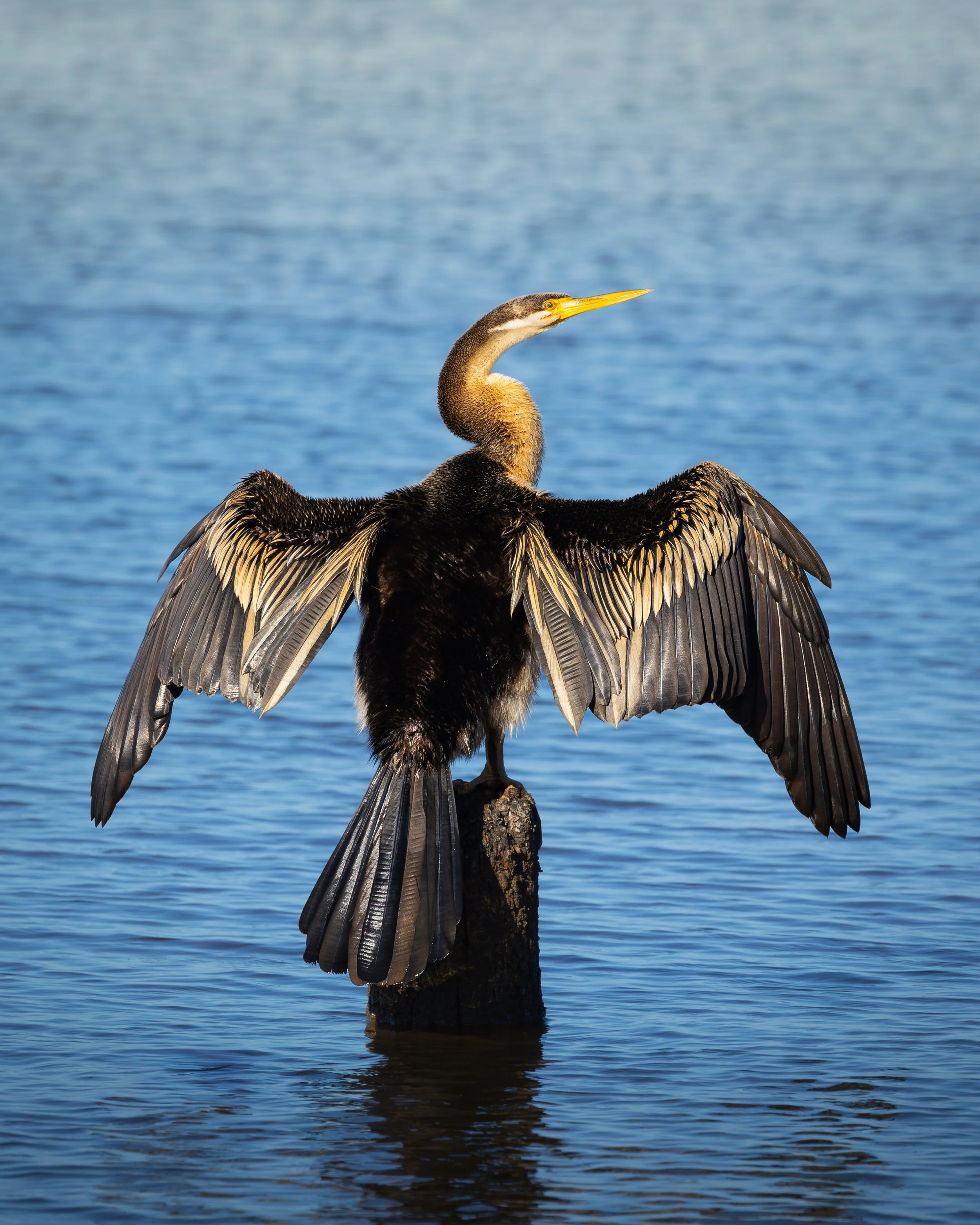 Australian Darter 003