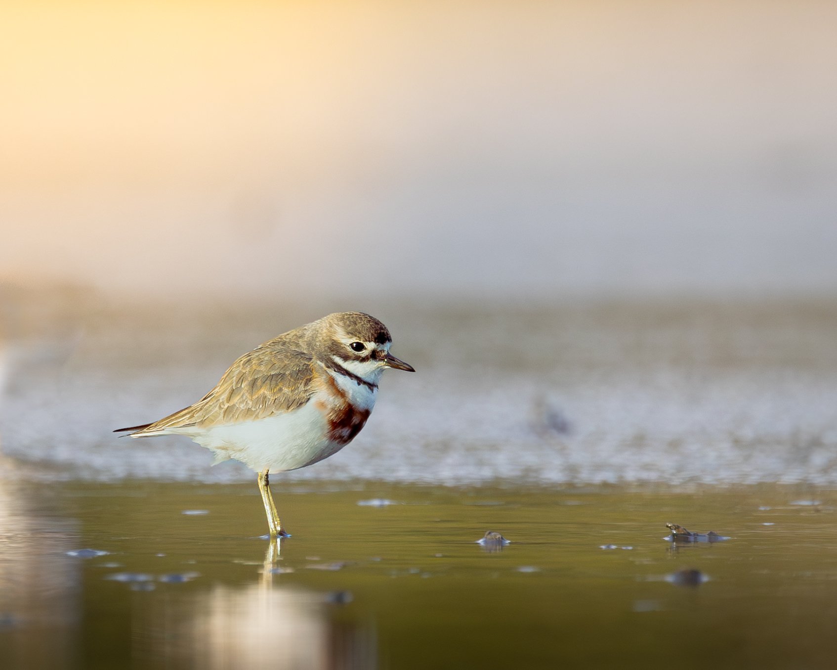 Double-banded Plover 003