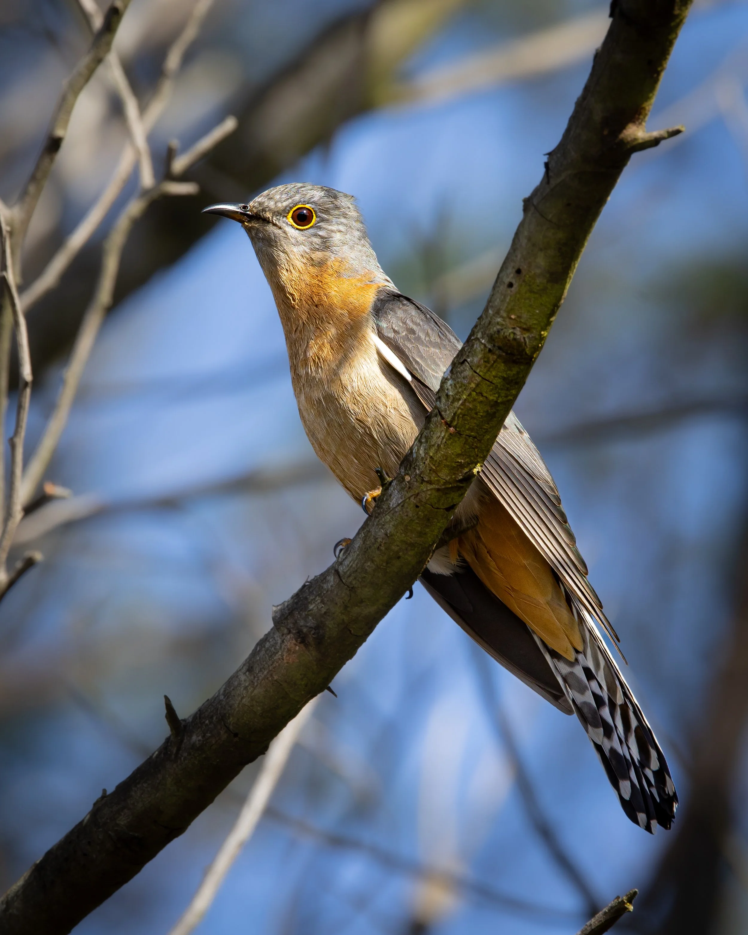 Fan-tailed Cuckoo 002