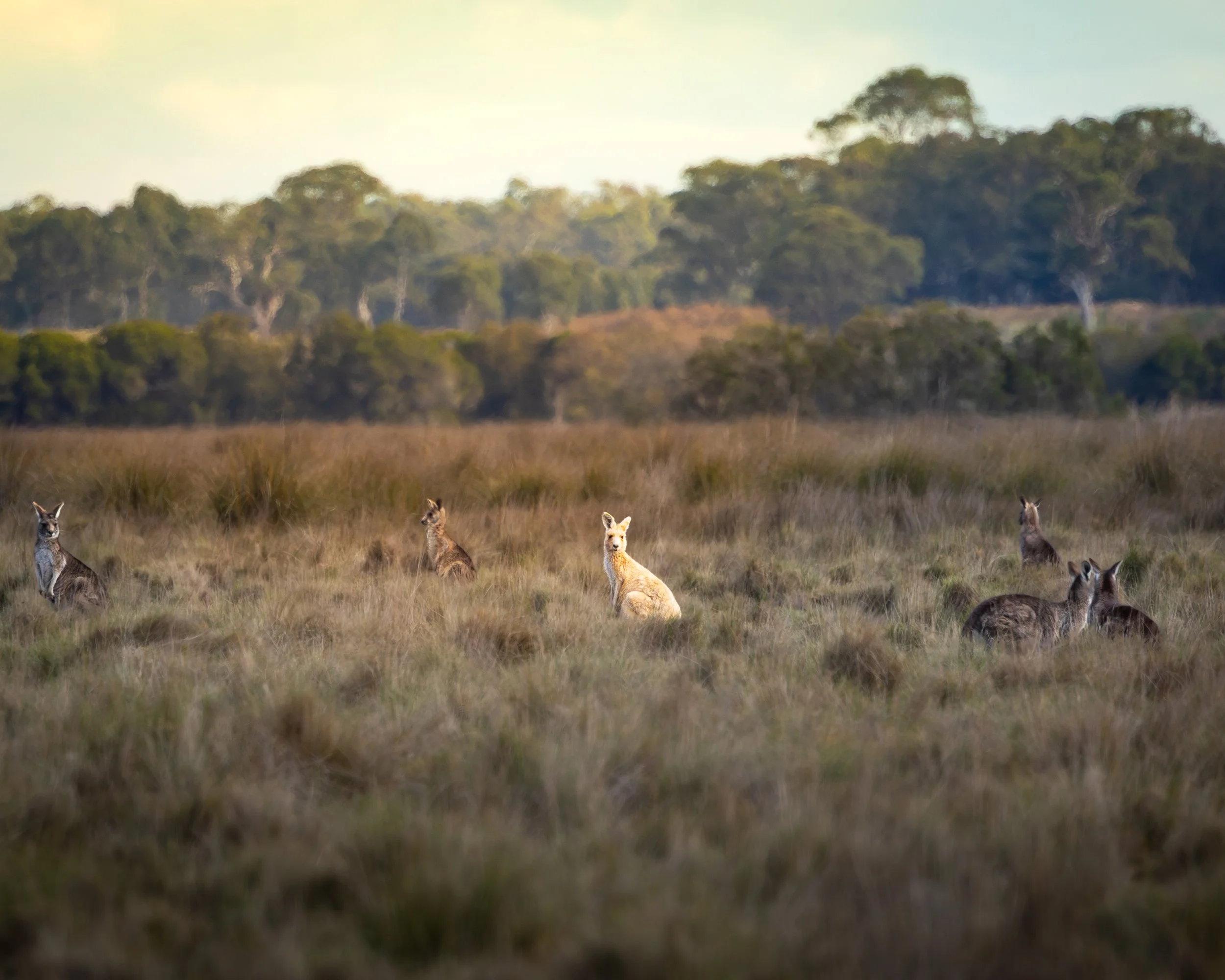 Eastern Grey Kangaroo (leucistic) 001