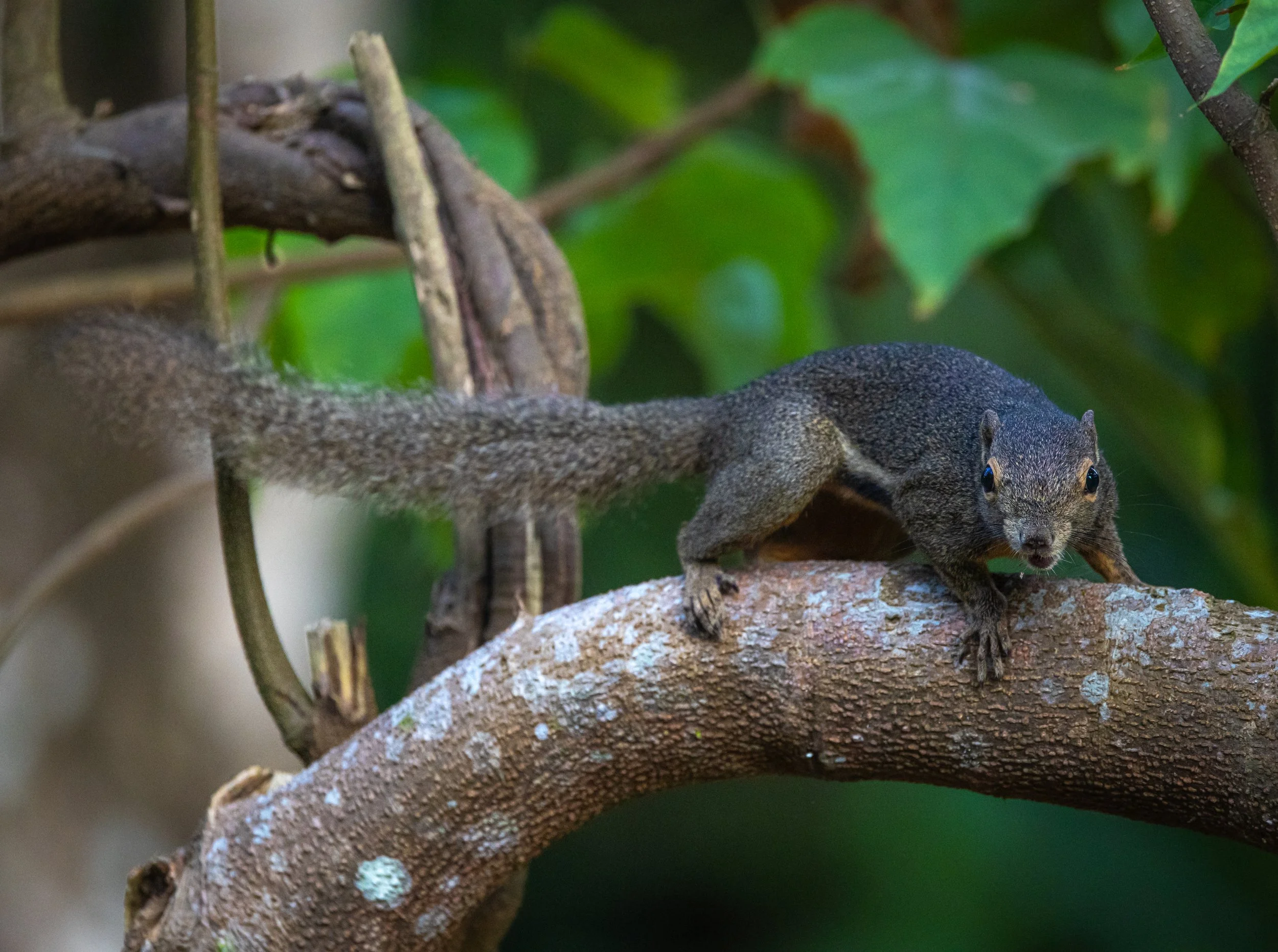 Plantain Squirrel 001