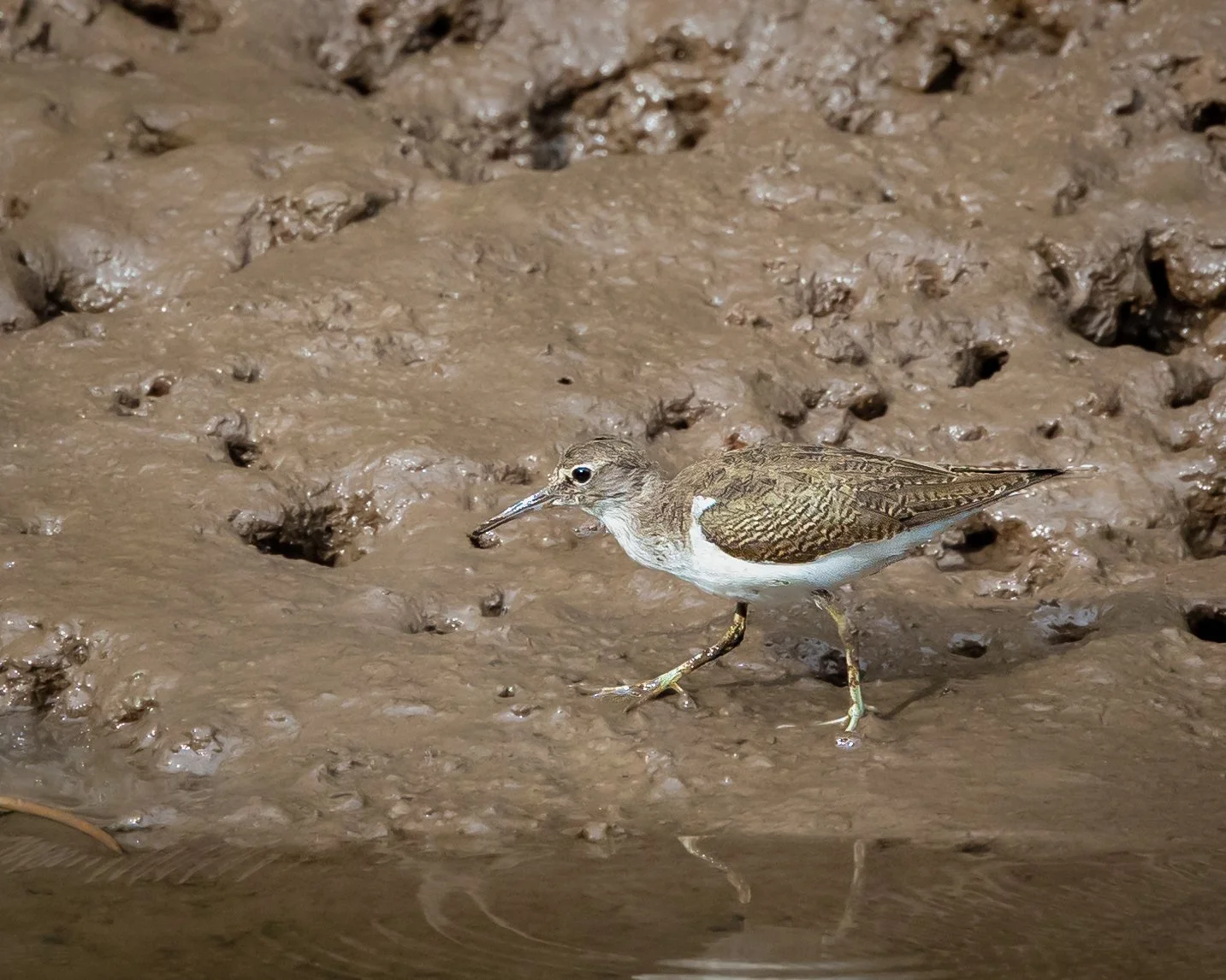 Common Sandpiper 001
