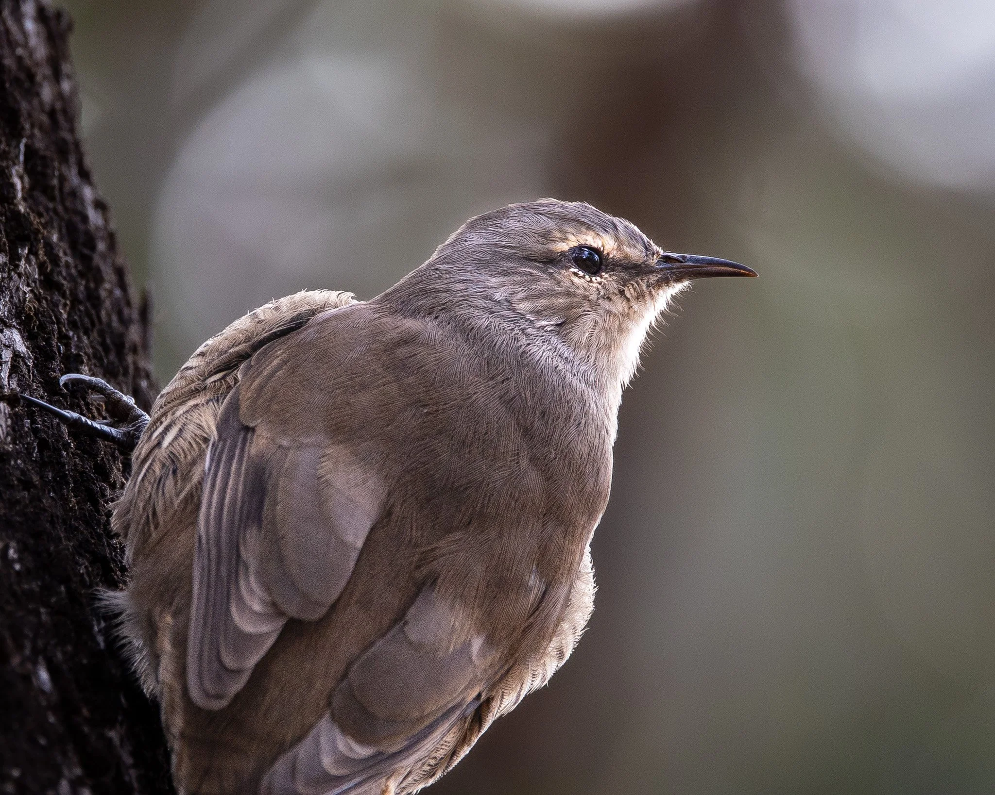 Brown Treecreeper 001