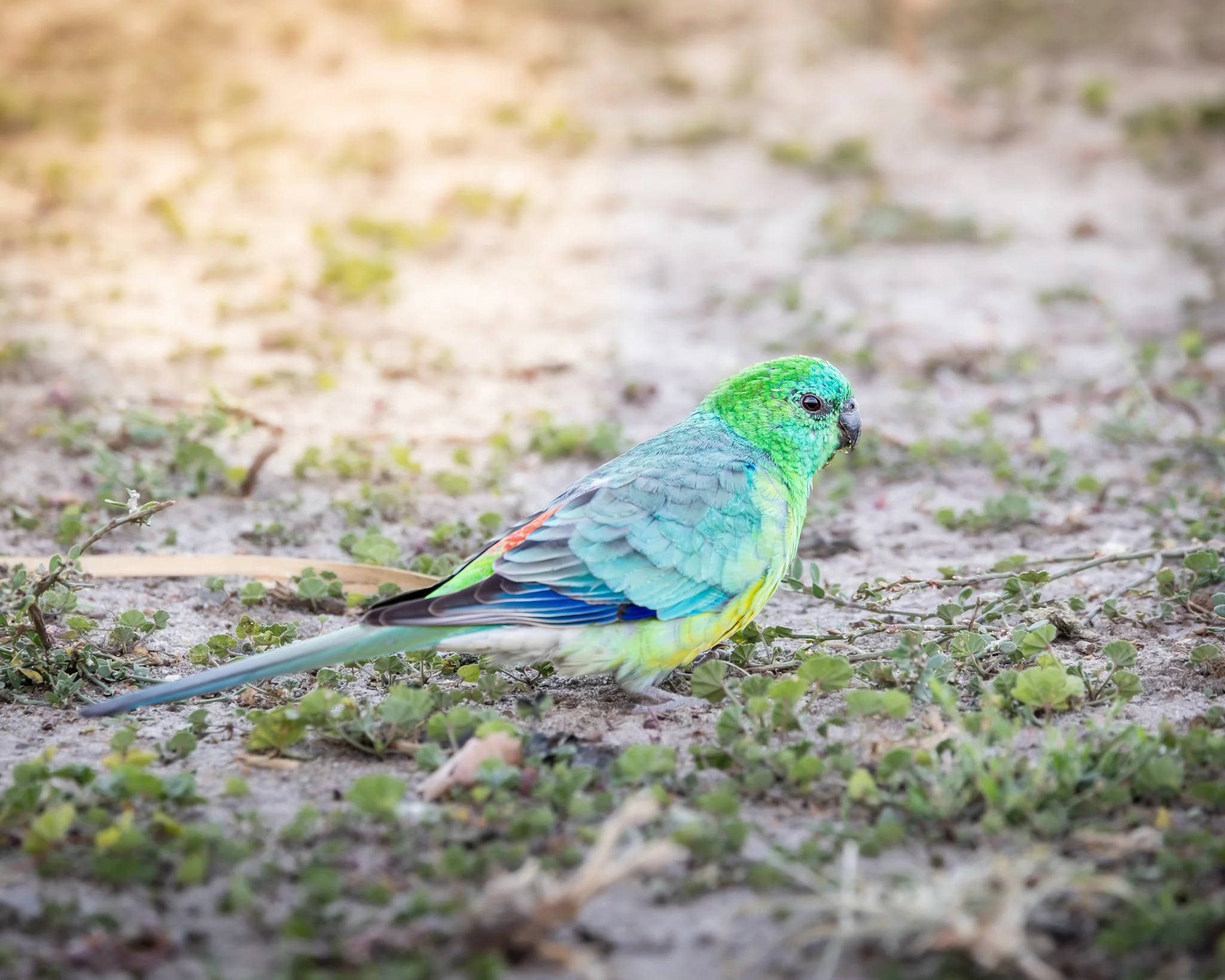 Red-rumped Parrot 001