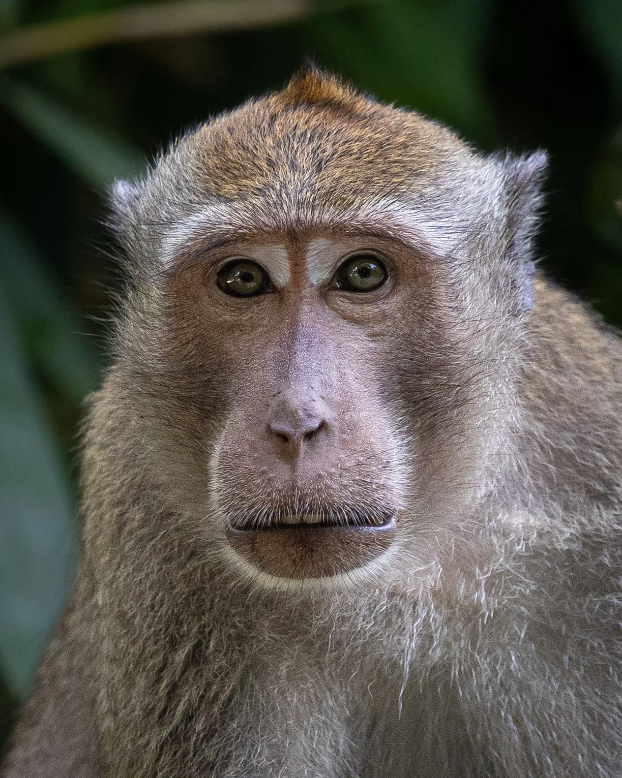 Crab-eating Macaque 001