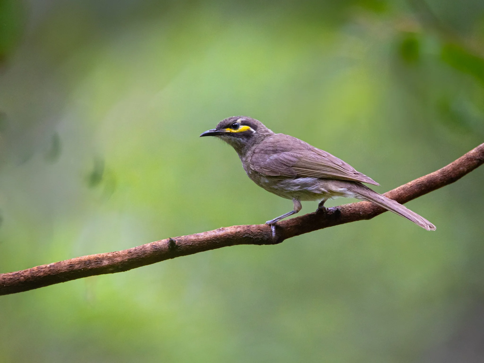 Yellow-faced Honeyeater 001