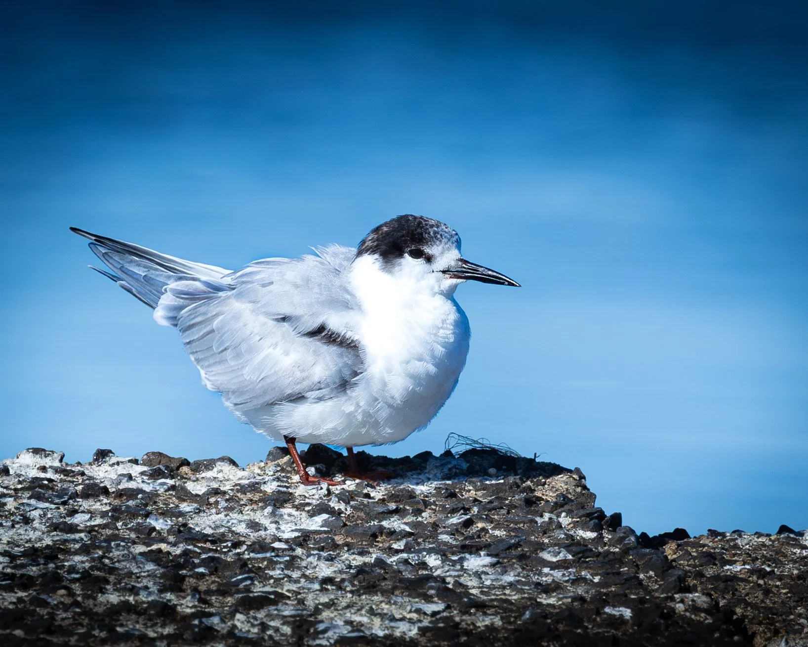 Common Tern 001