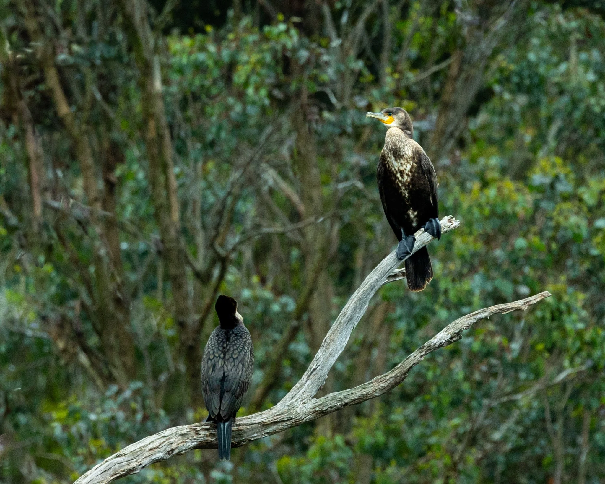 Great Cormorant 001
