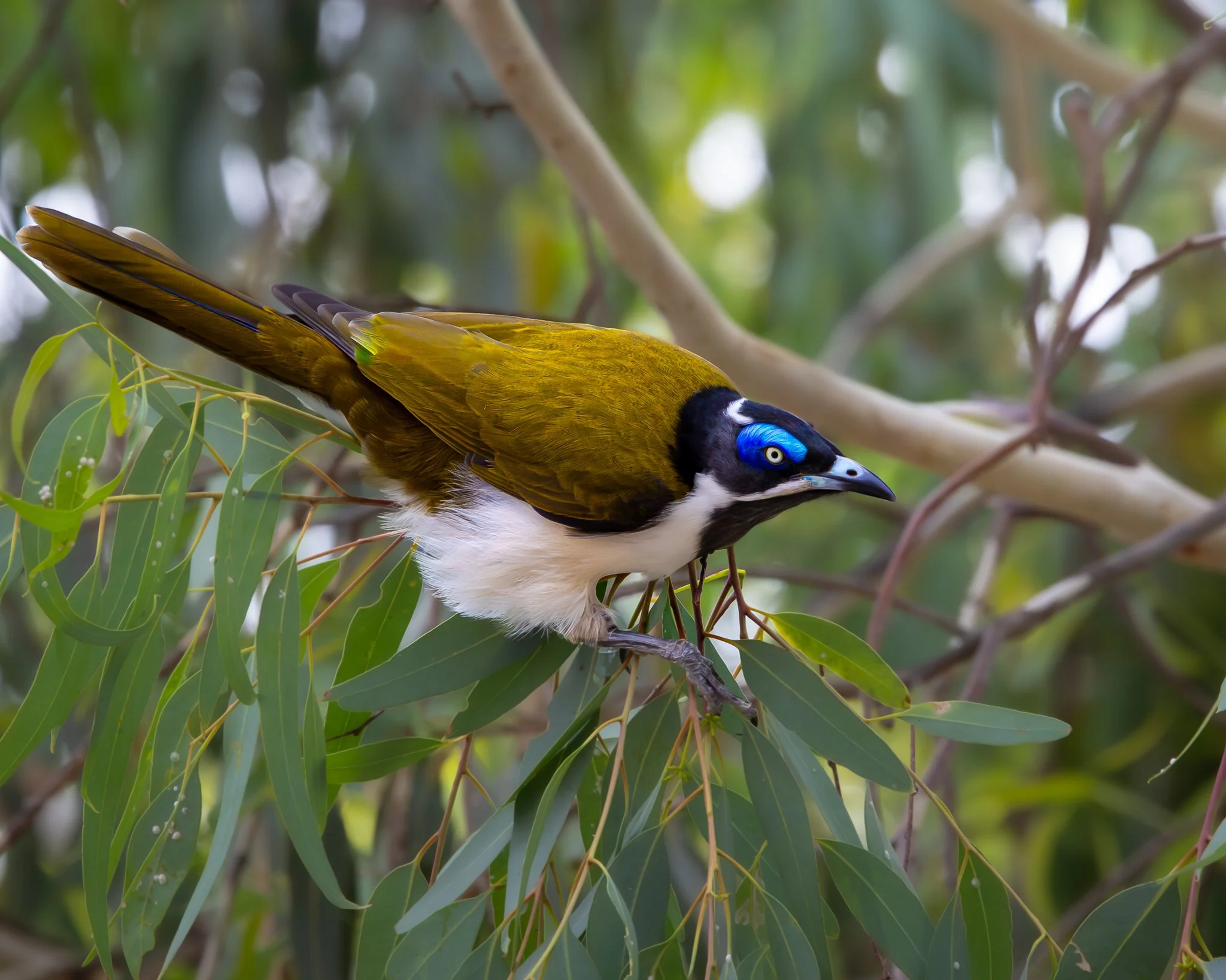 Blue-faced Honeyeater 002
