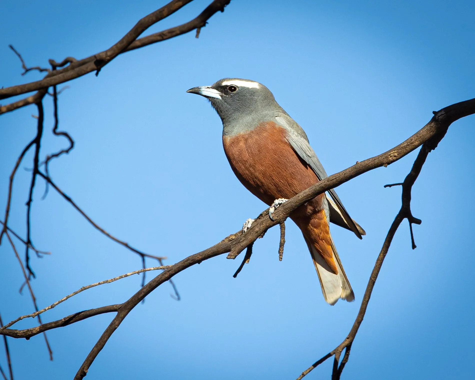 White-browed Woodswallow 002