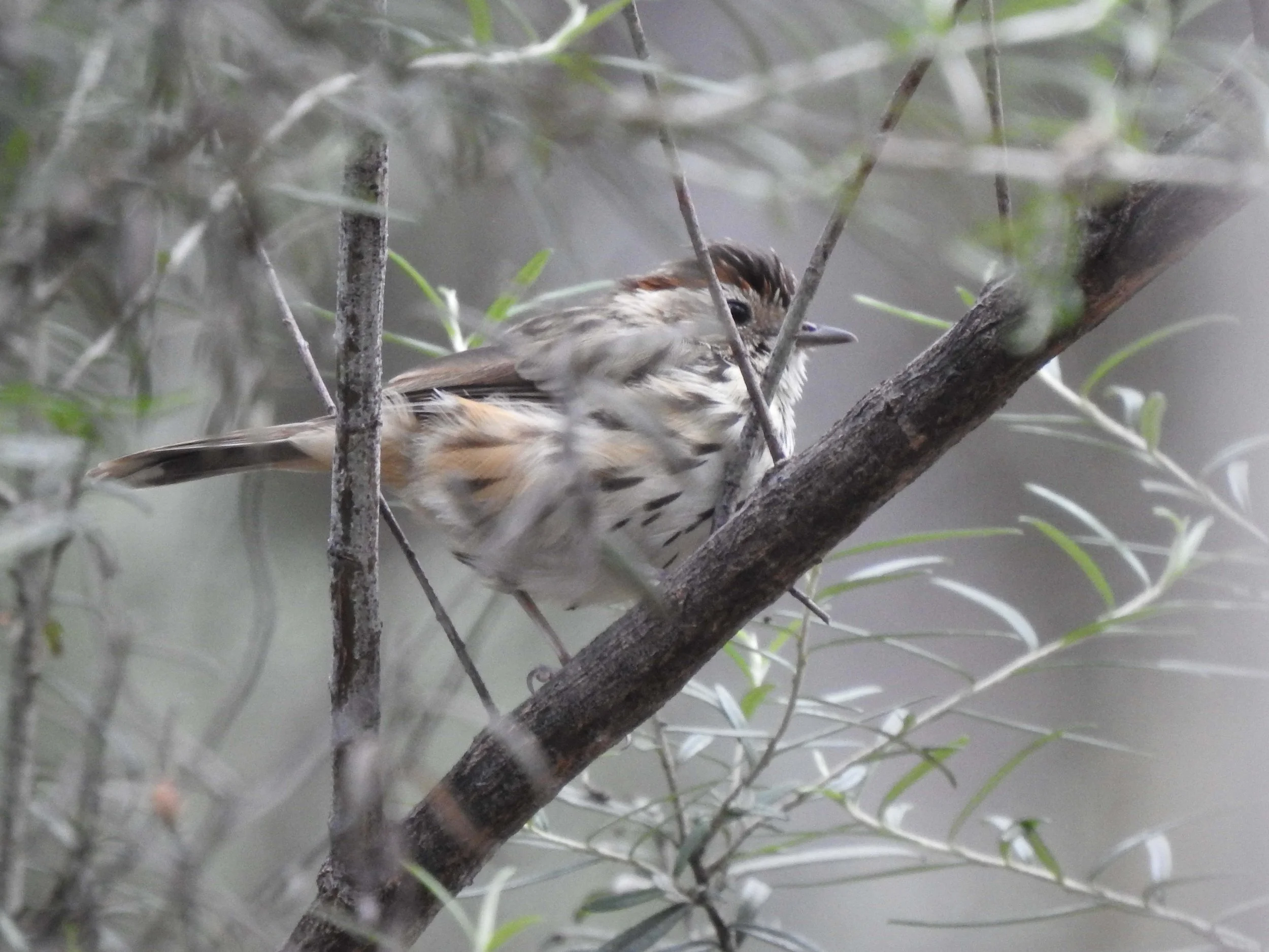 Speckled Warbler 002