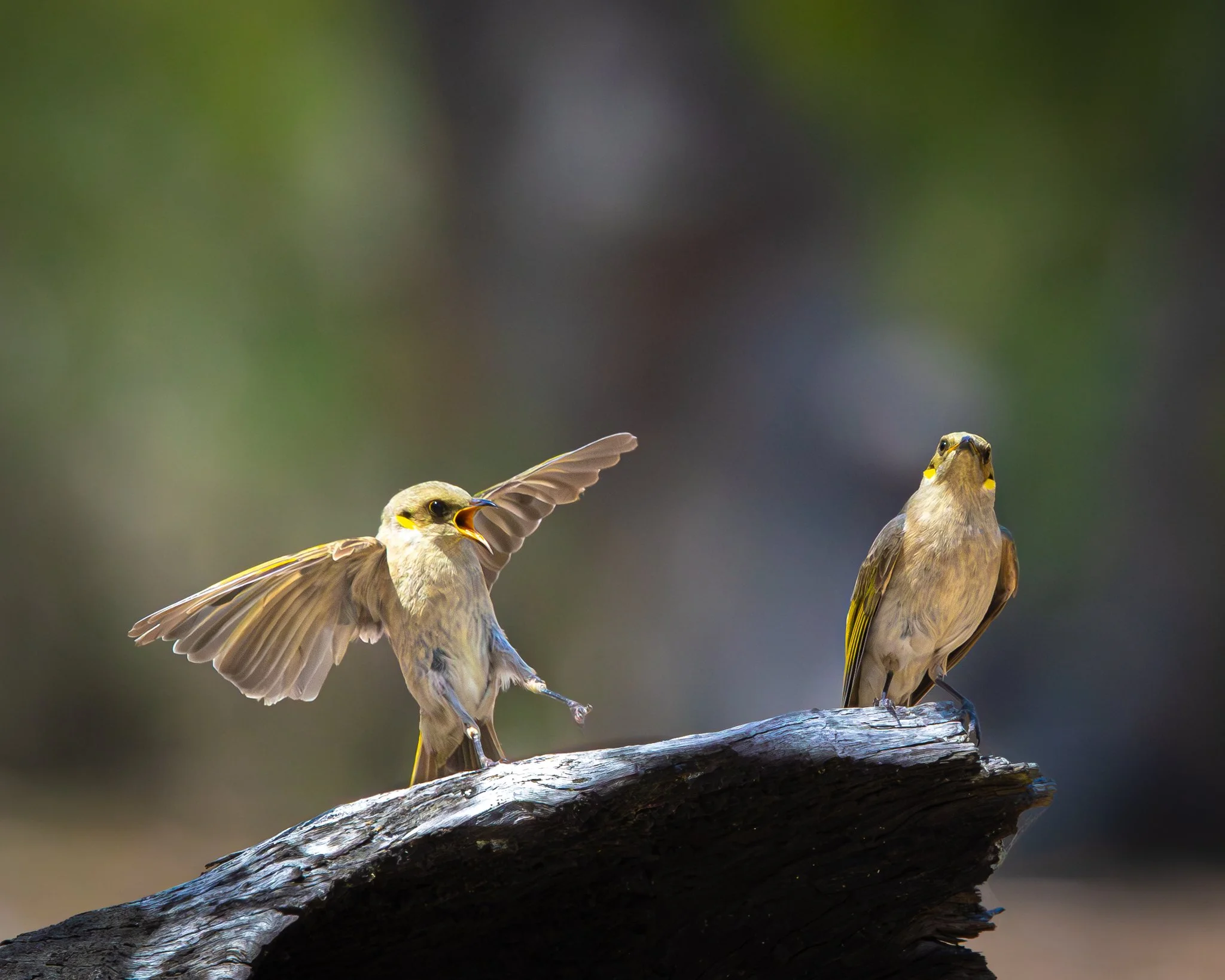 Fuscous Honeyeater 002