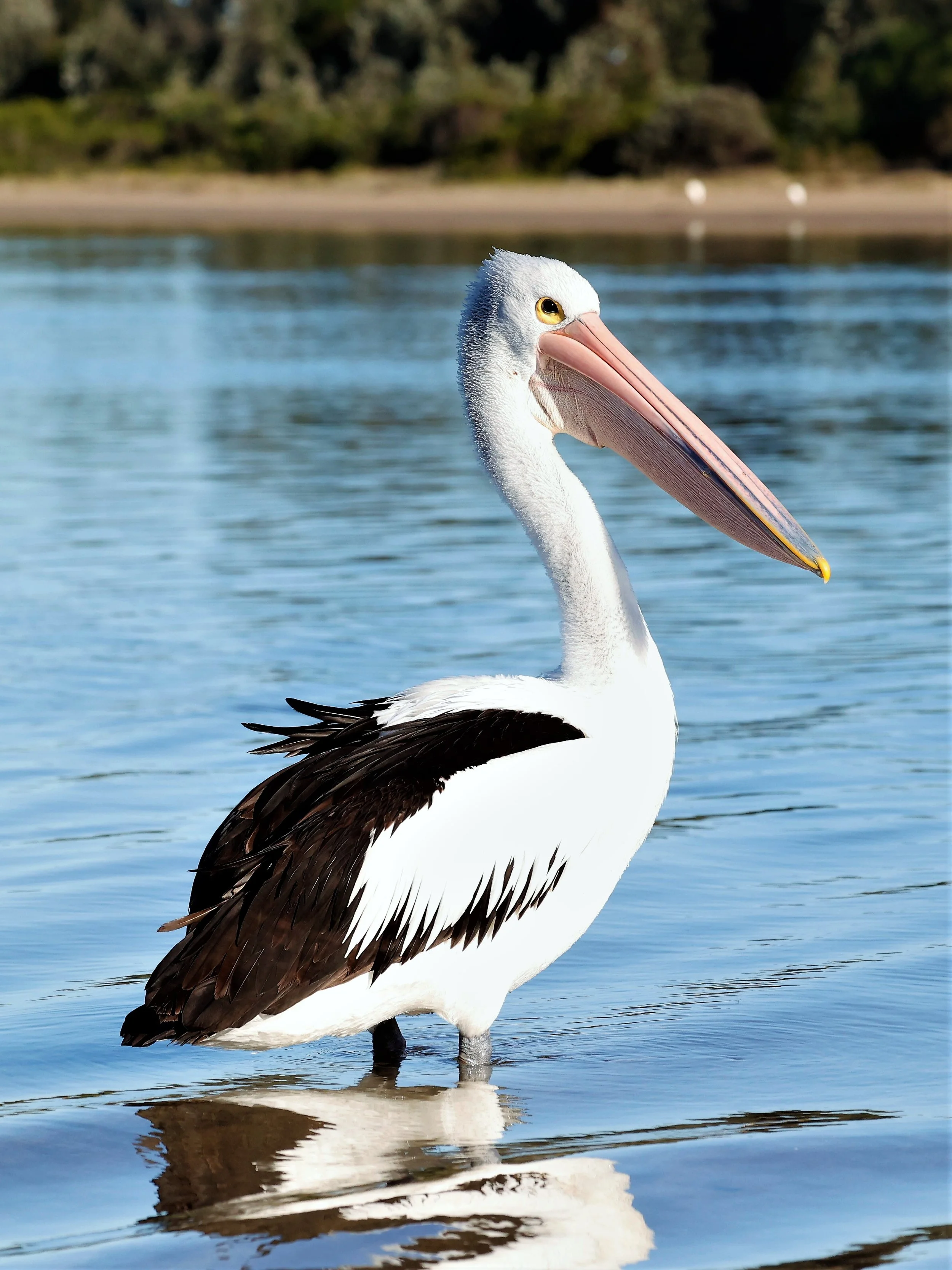 Australian Pelican 001