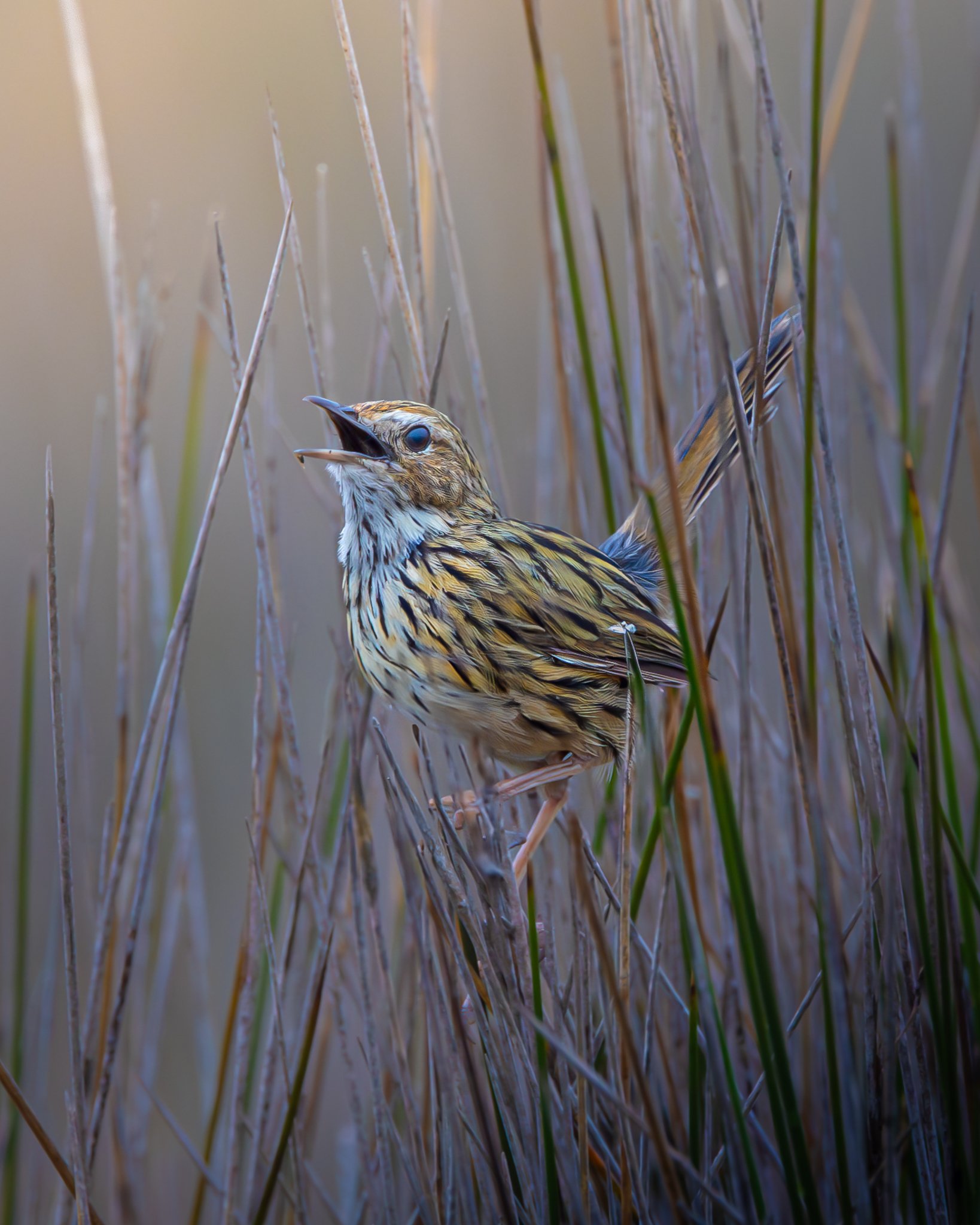 Striated Grasswren 001