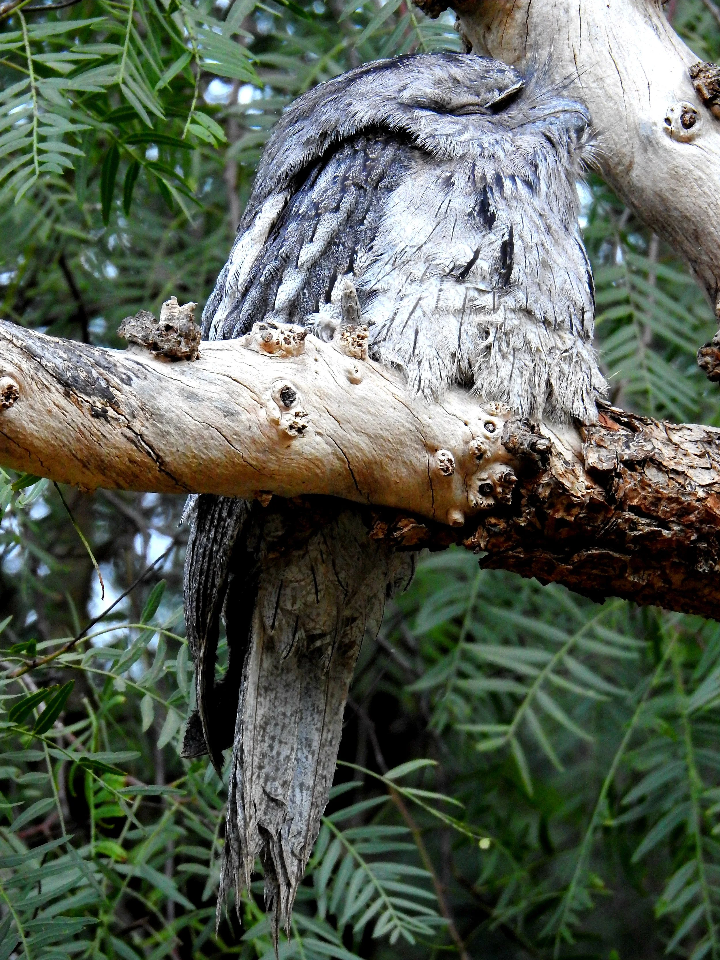 Tawny Frogmouth 004