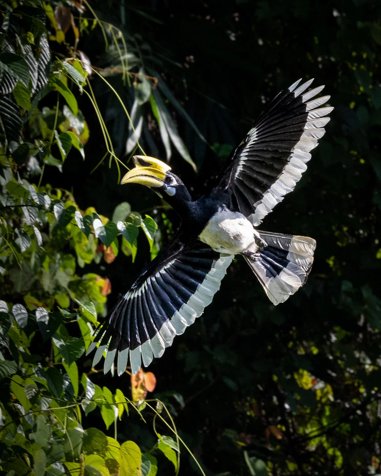 Oriental Pied Hornbill 001