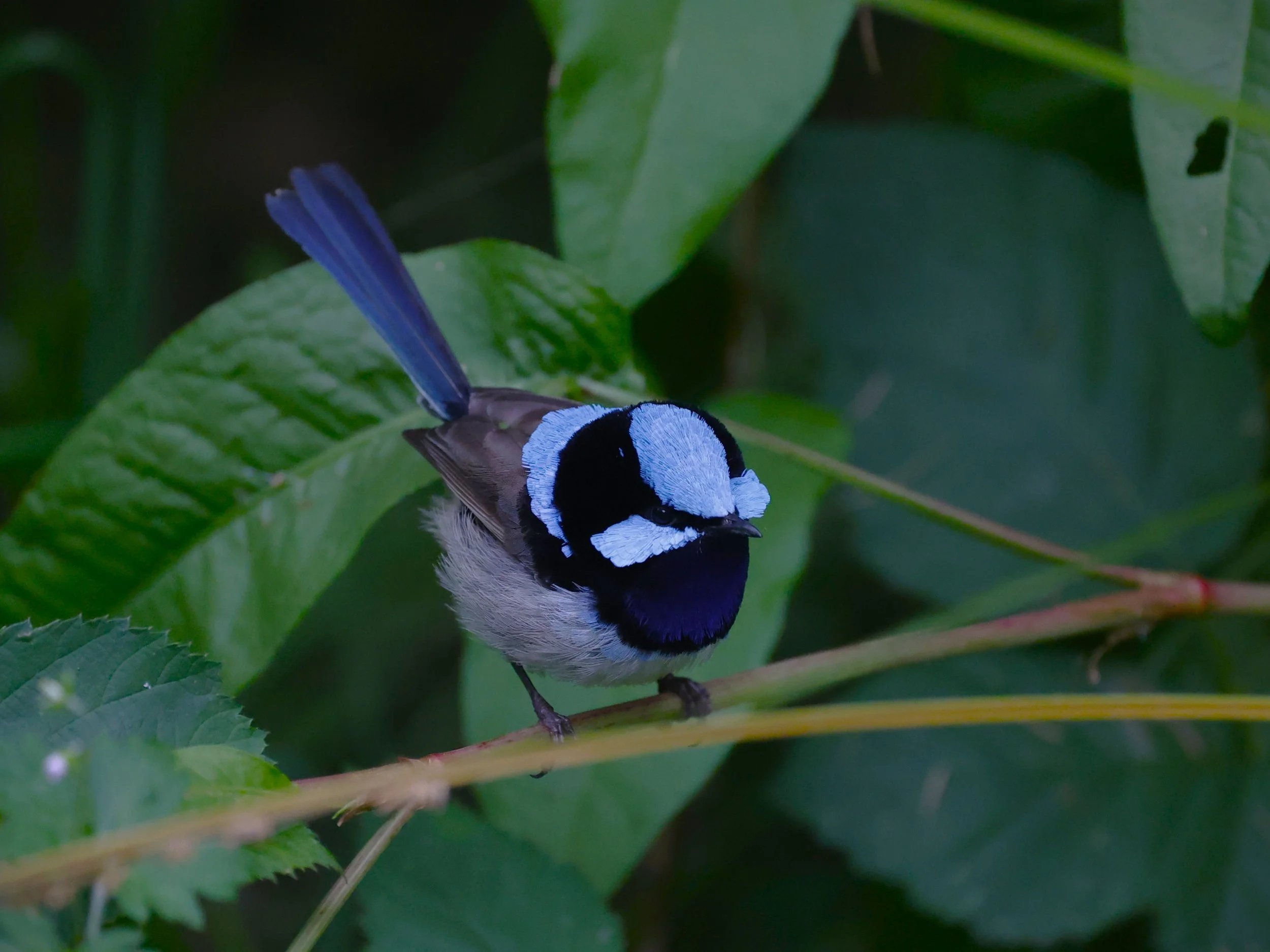Superb Fairy-wren 003