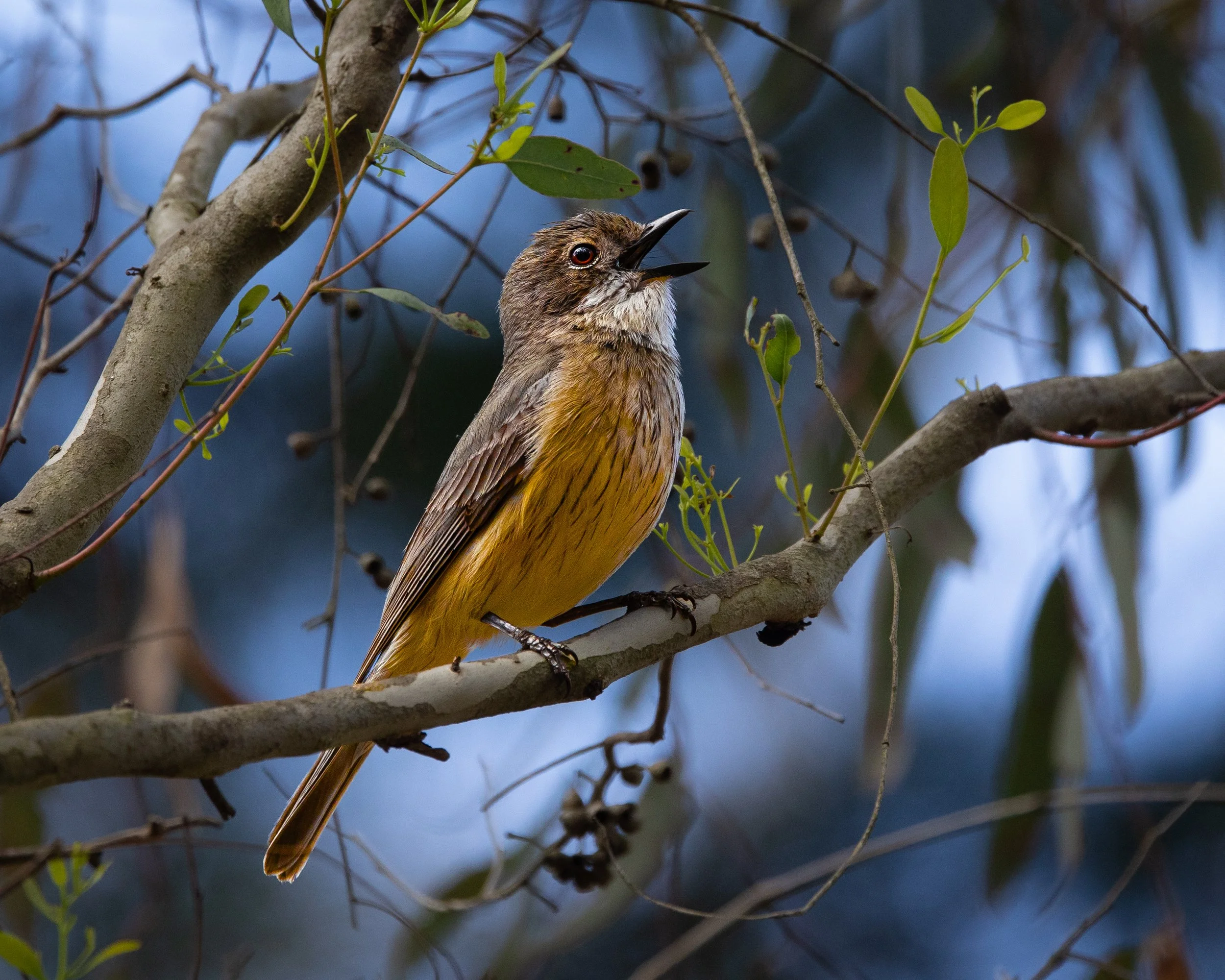 Rufous Whistler 006