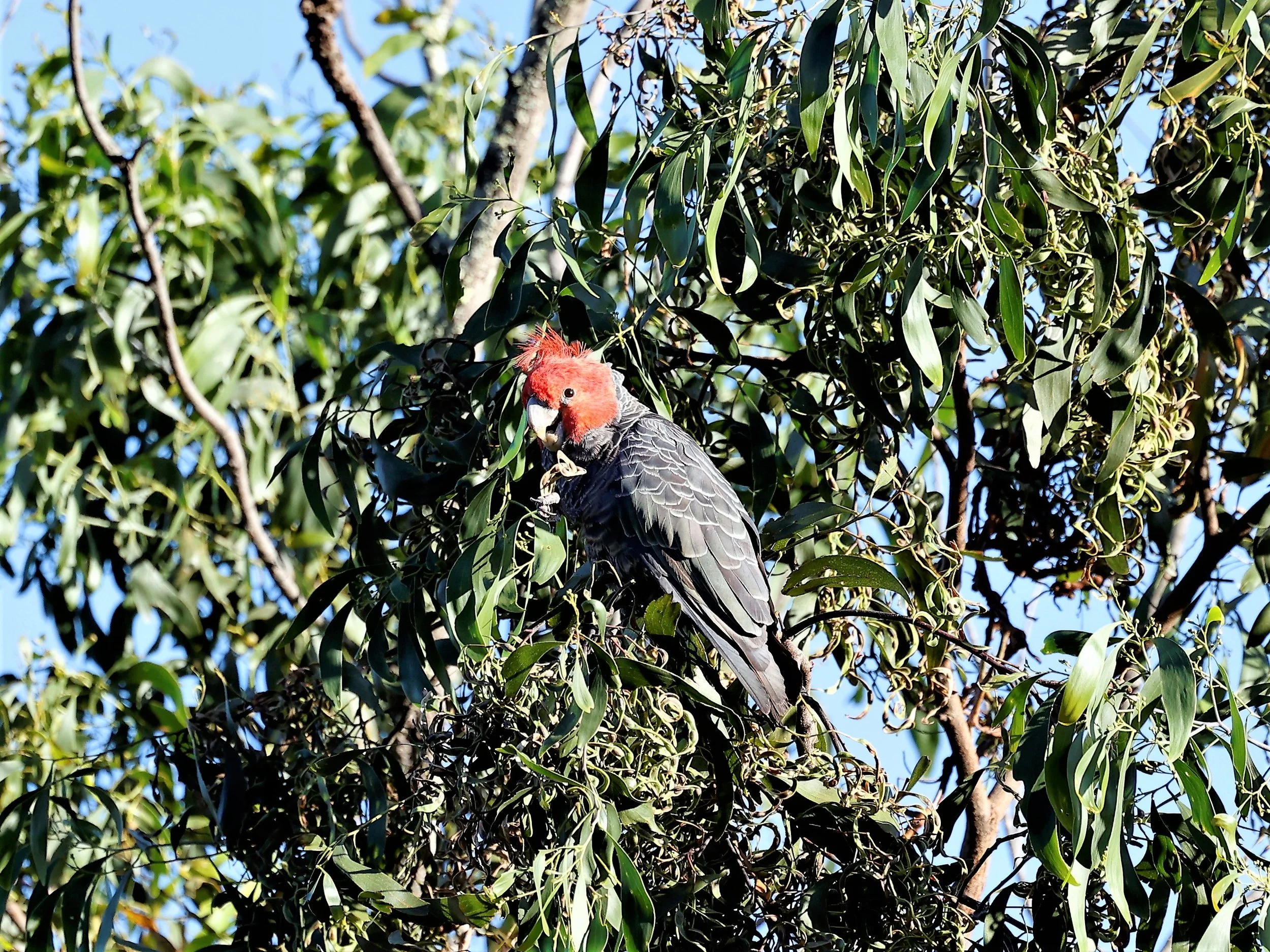 Gang-gang Cockatoo 001