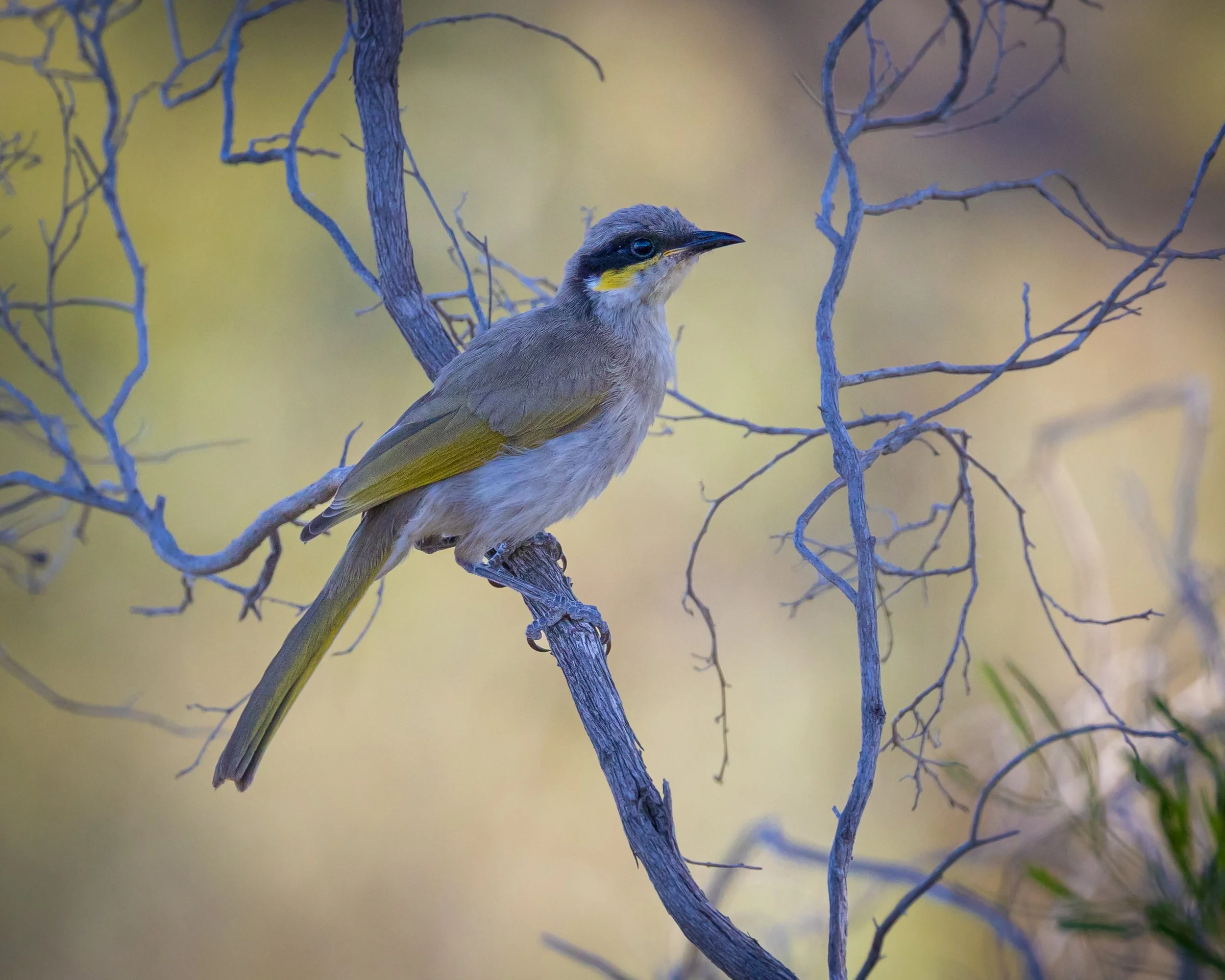 Singing Honeyeater 001