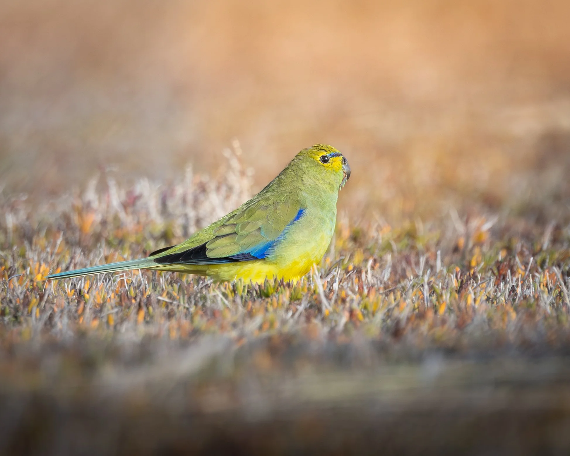 Blue-winged Parrot 001