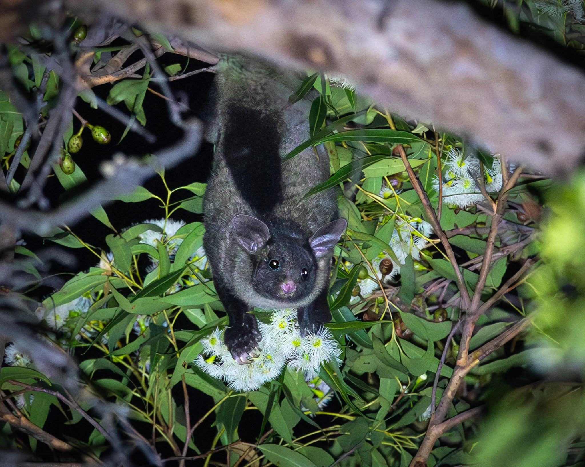 Yellow-bellied Glider 002