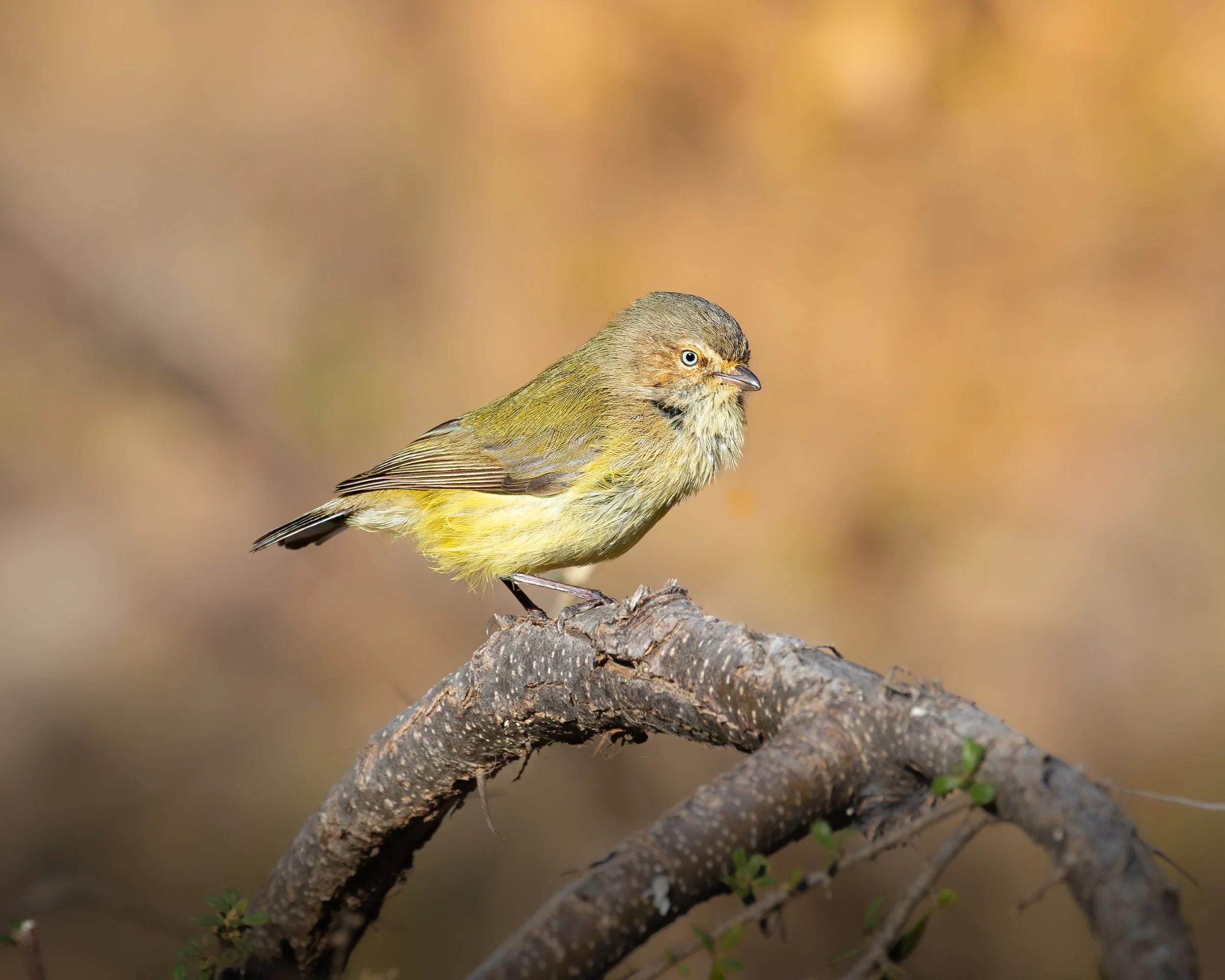 Weebill 001
