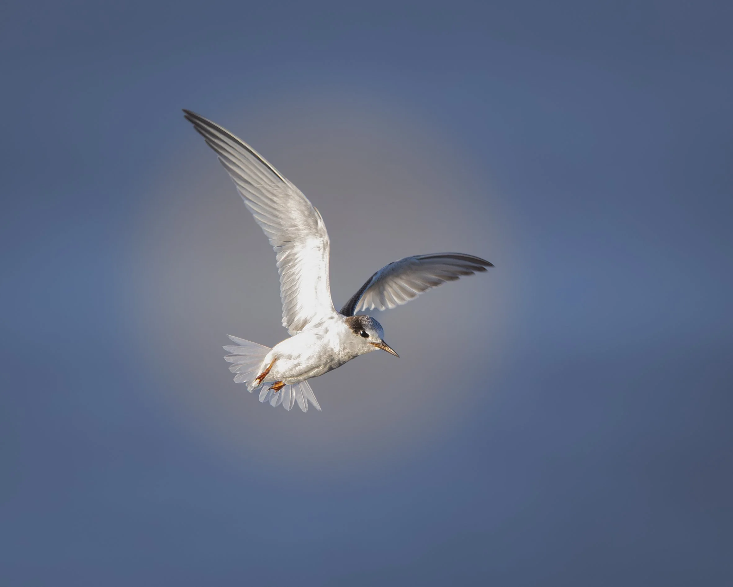 Fairy Tern 002