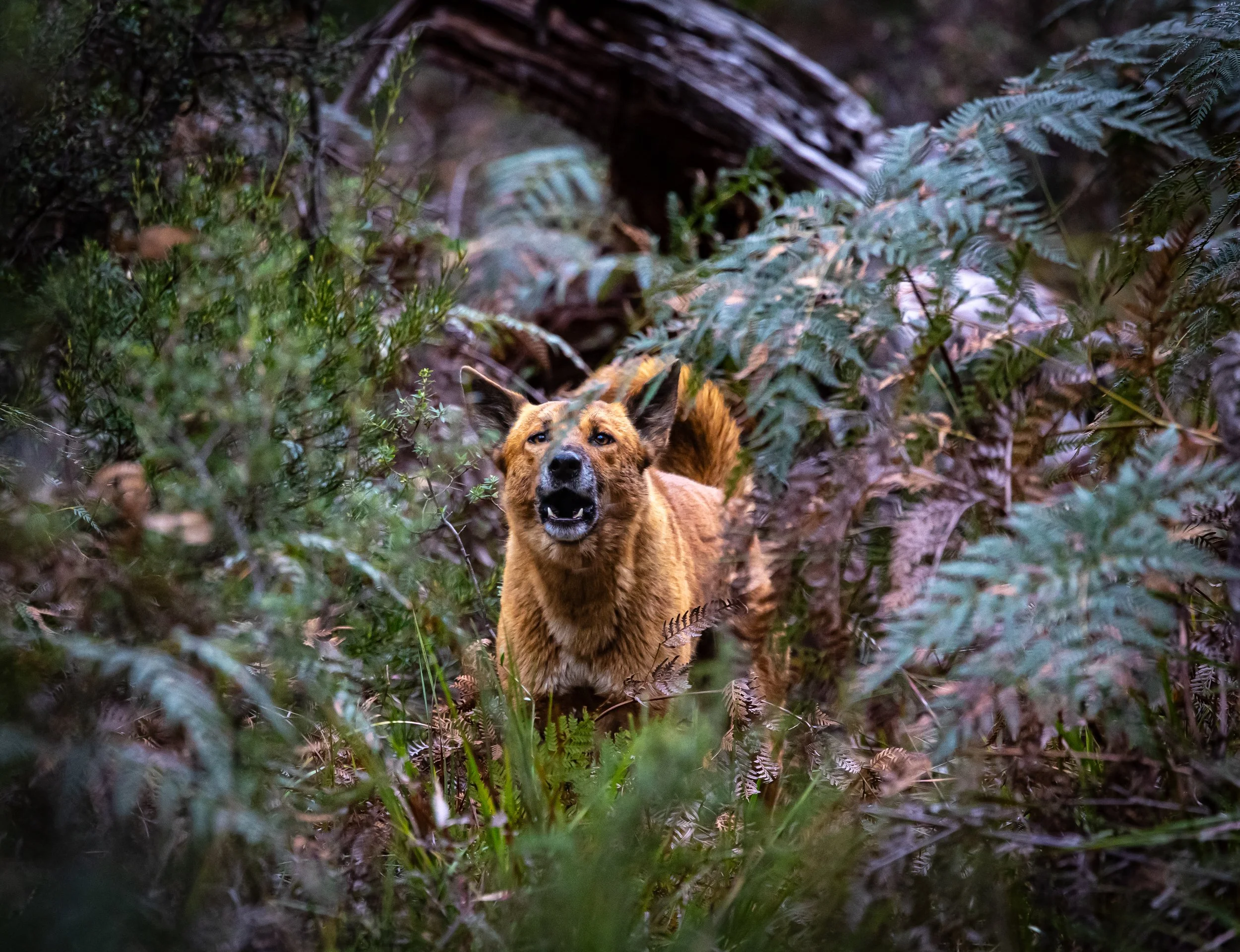 Dingo 001