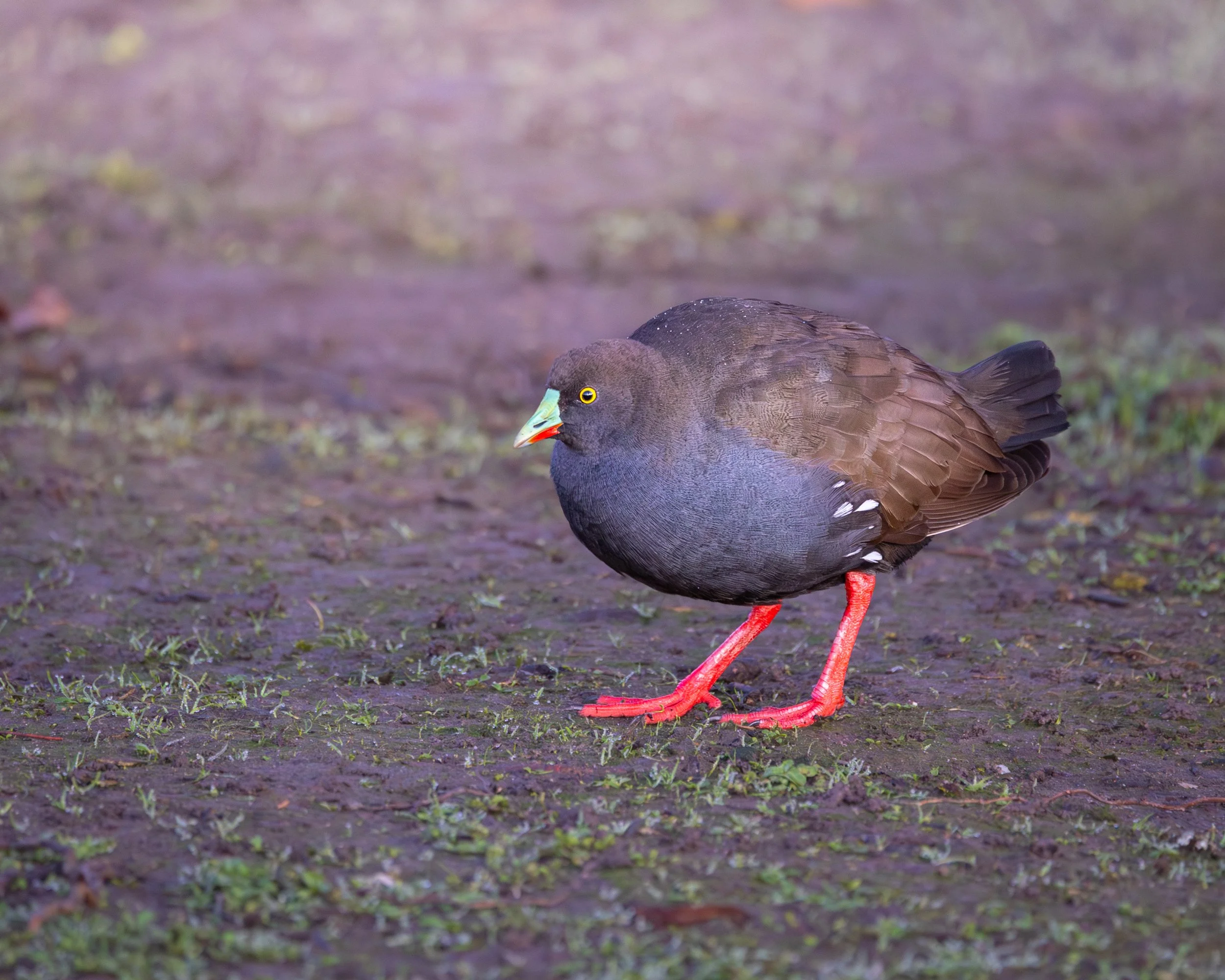 Black-tailed Native-hen 001