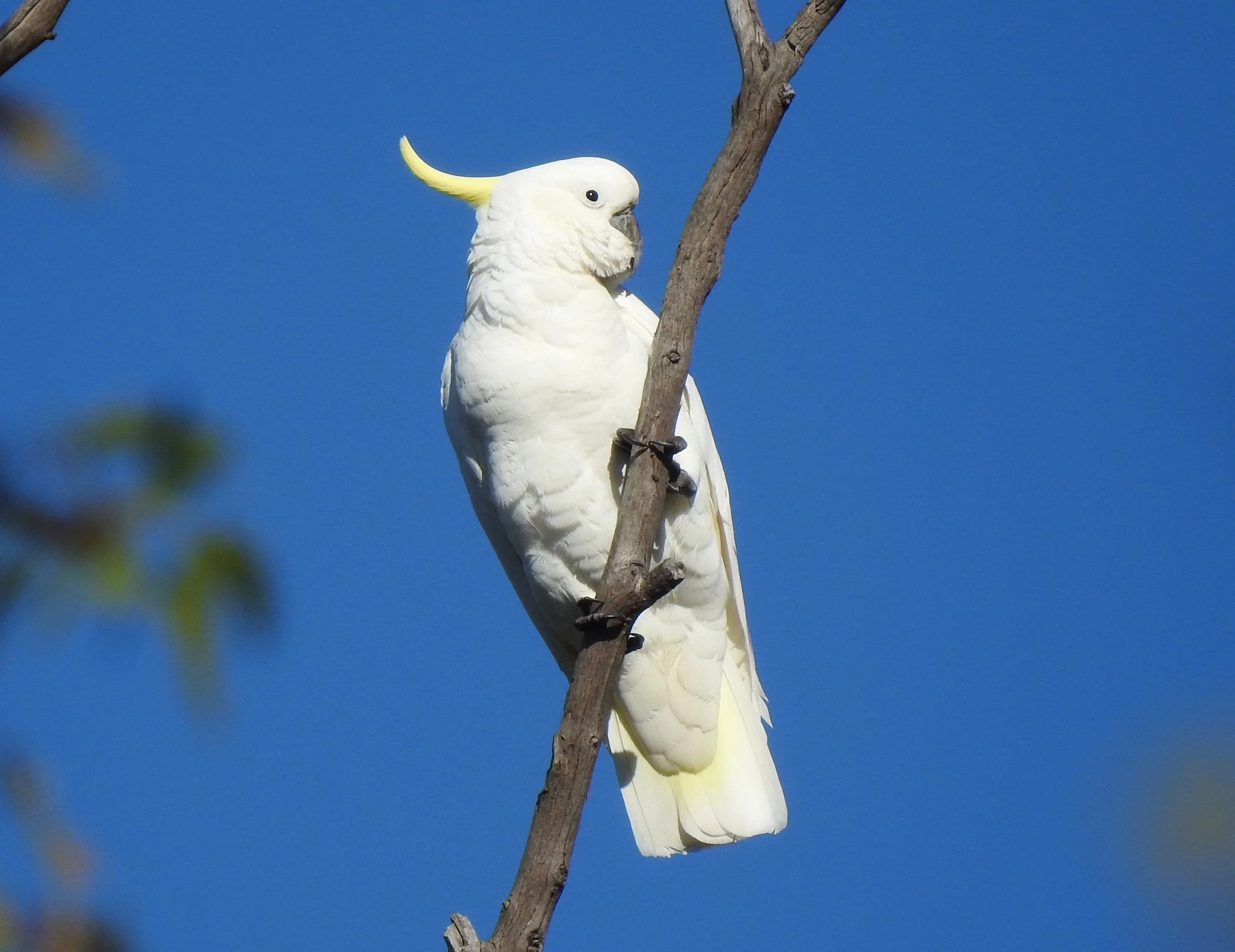 Sulphur-crested Cockatoo 002