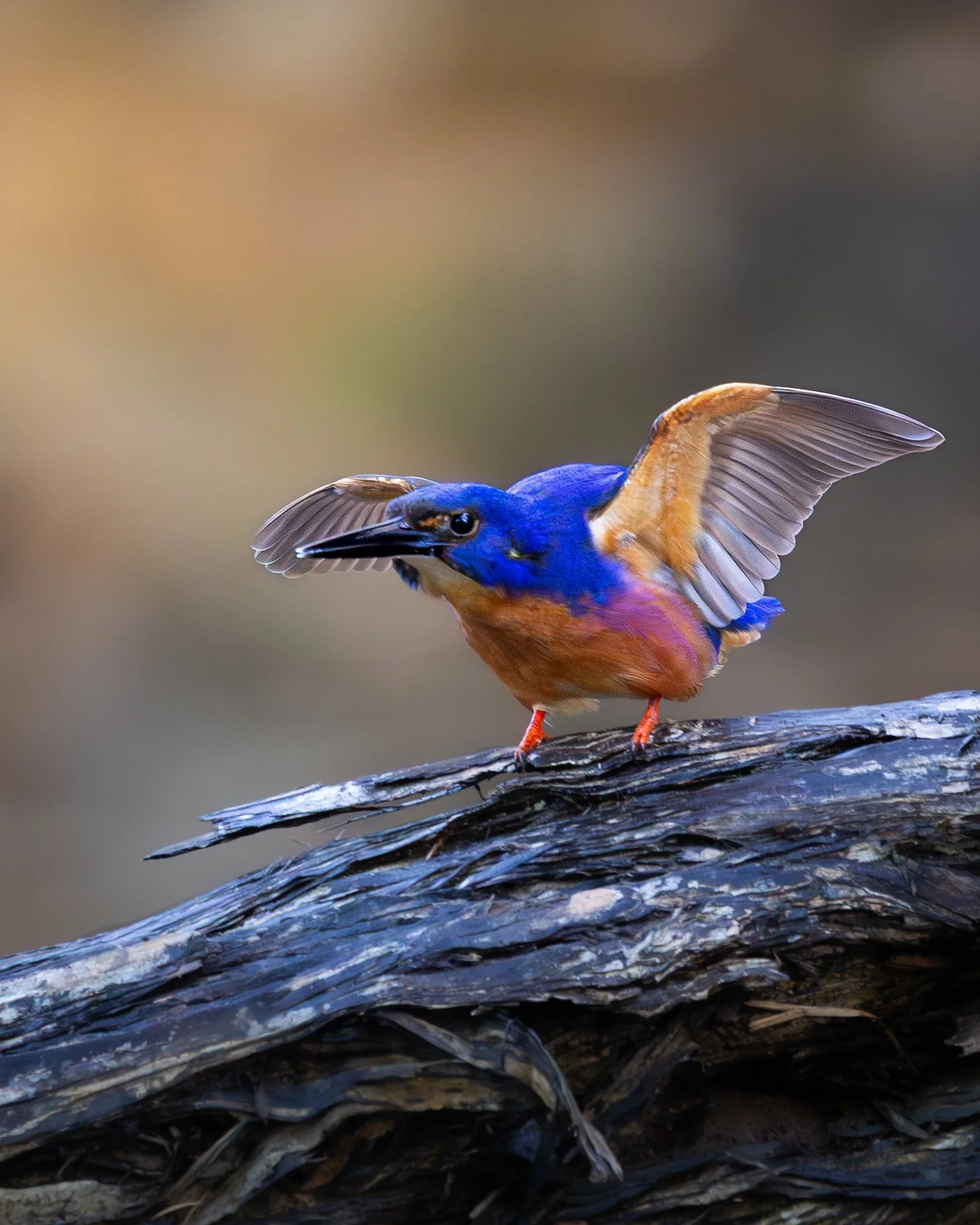 Azure Kingfisher 003