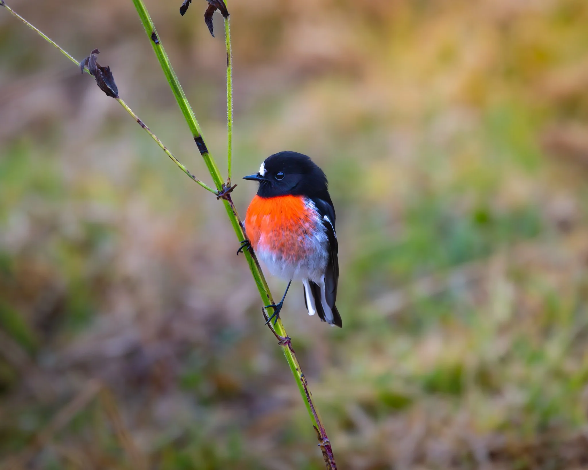Scarlet Robin 002